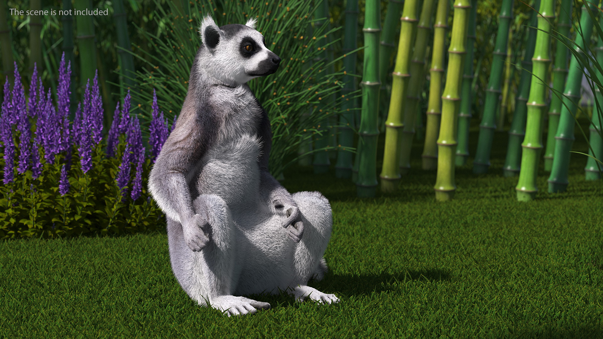 Lemur Catta Sitting Straight Fur 3D