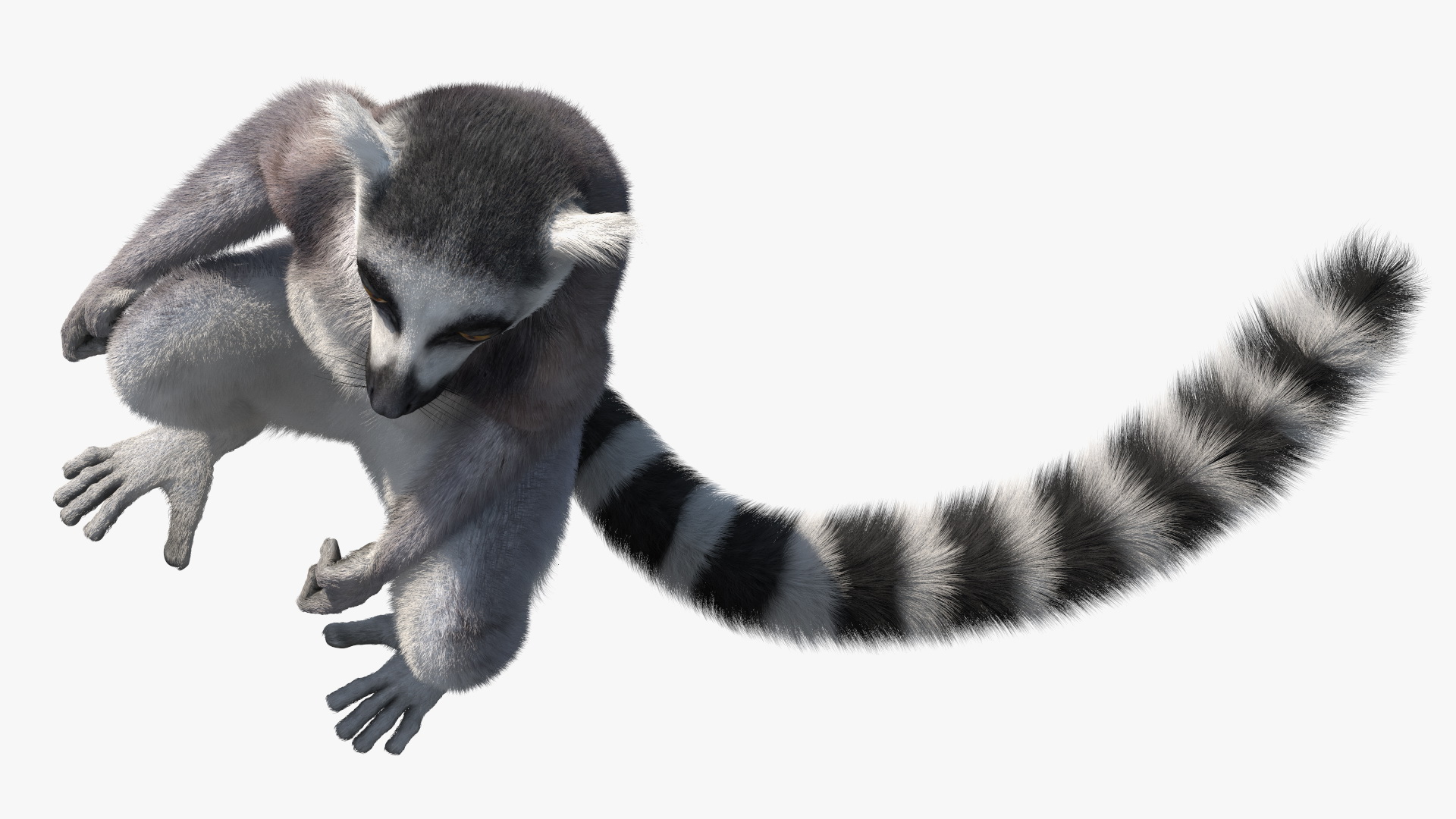 Lemur Catta Sitting Straight Fur 3D