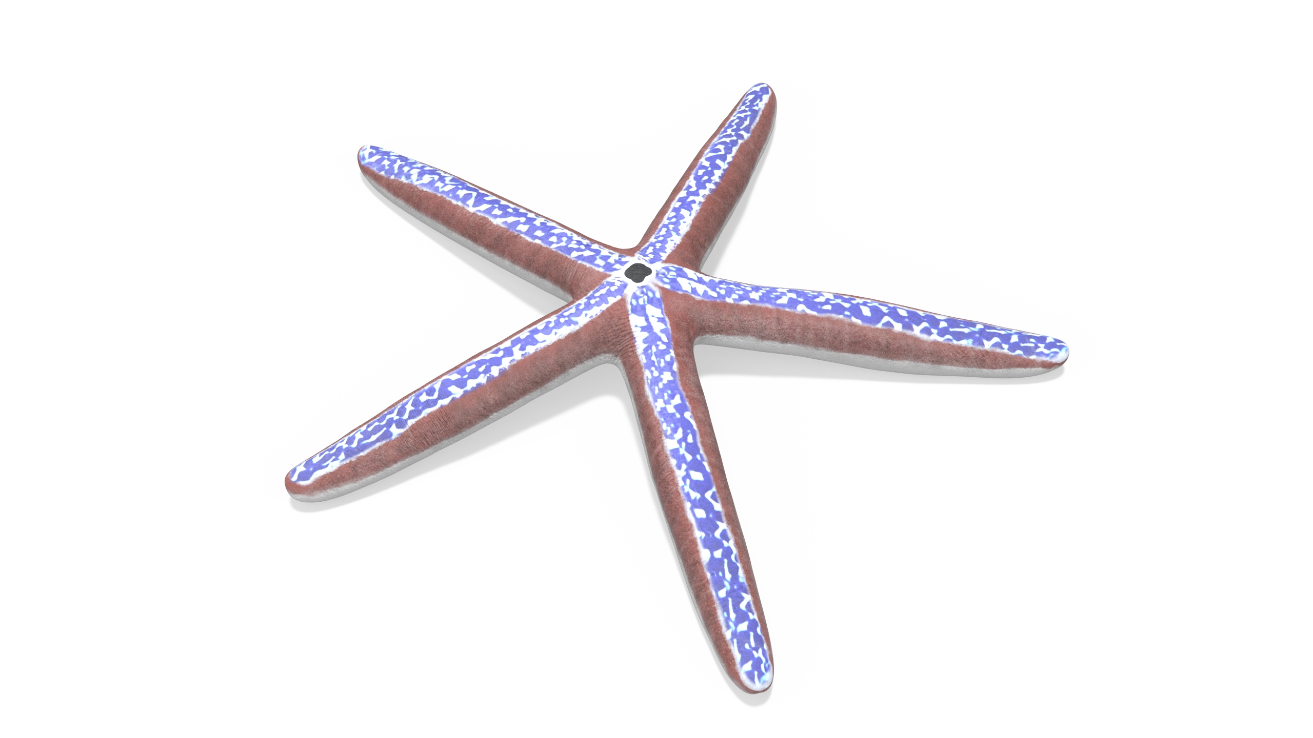 Blue Seastar Rigged 3D model