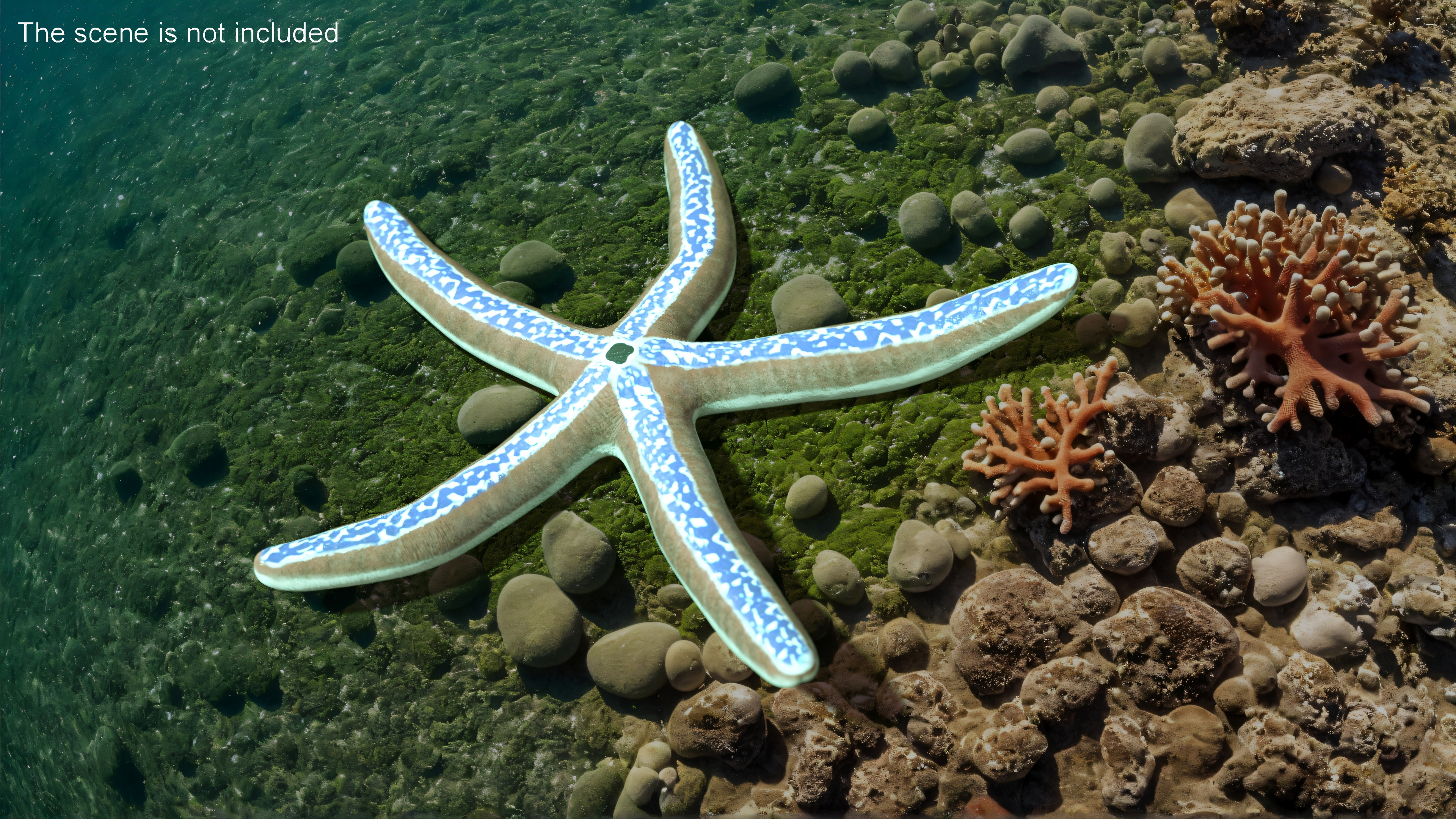 3D Blue Seastar Rigged for Maya model