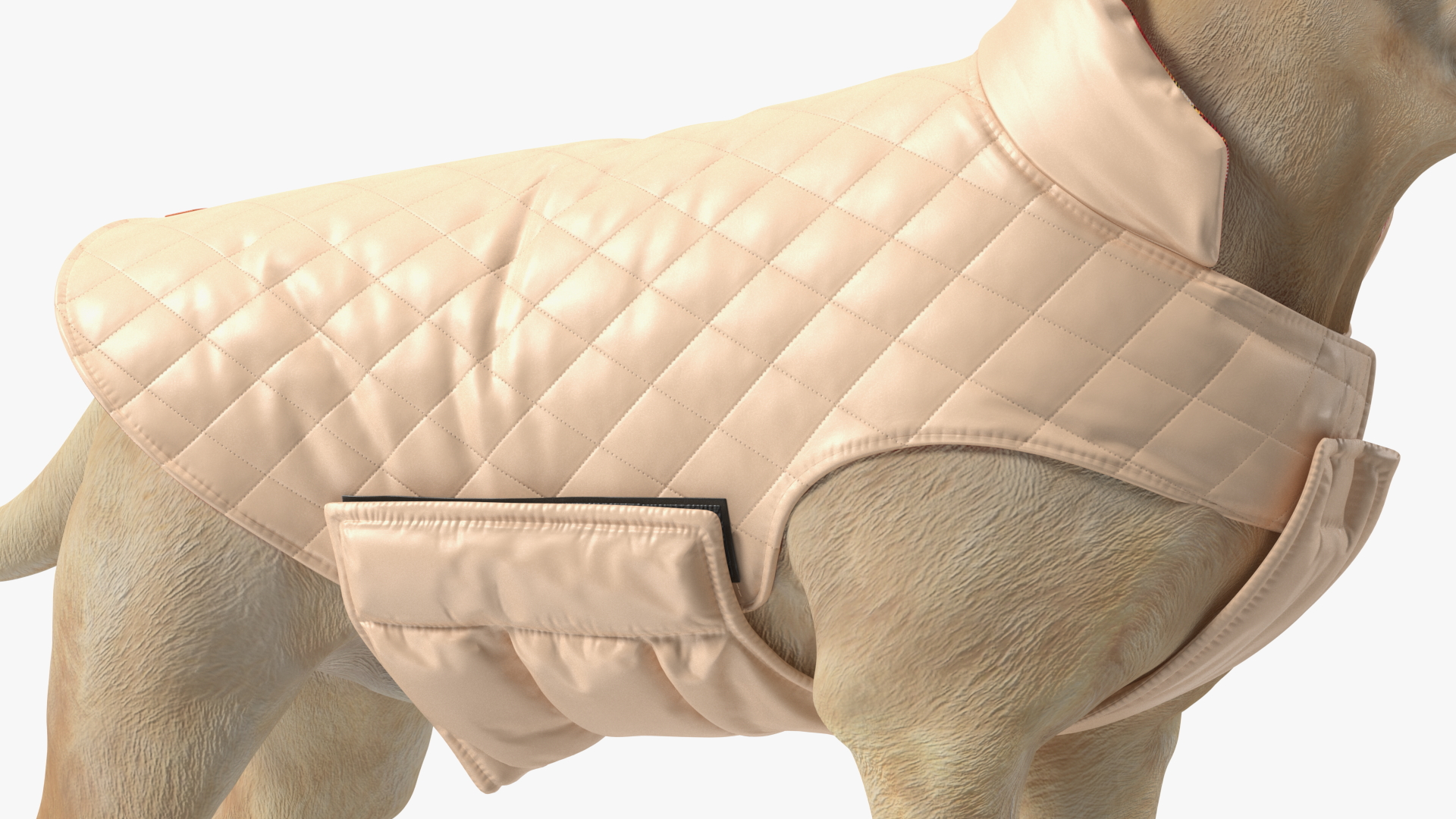 Labrador Wearing Beige Coat 3D