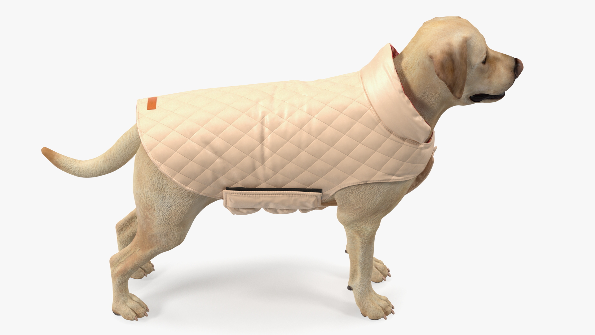 Labrador Wearing Beige Coat 3D