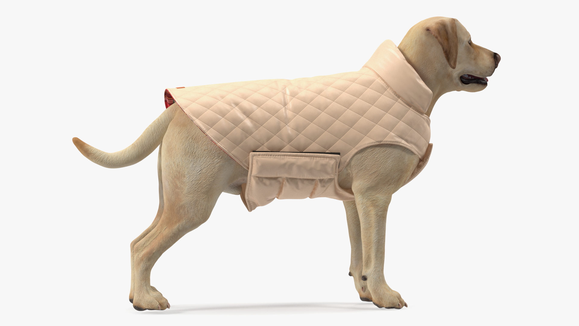 Labrador Wearing Beige Coat 3D