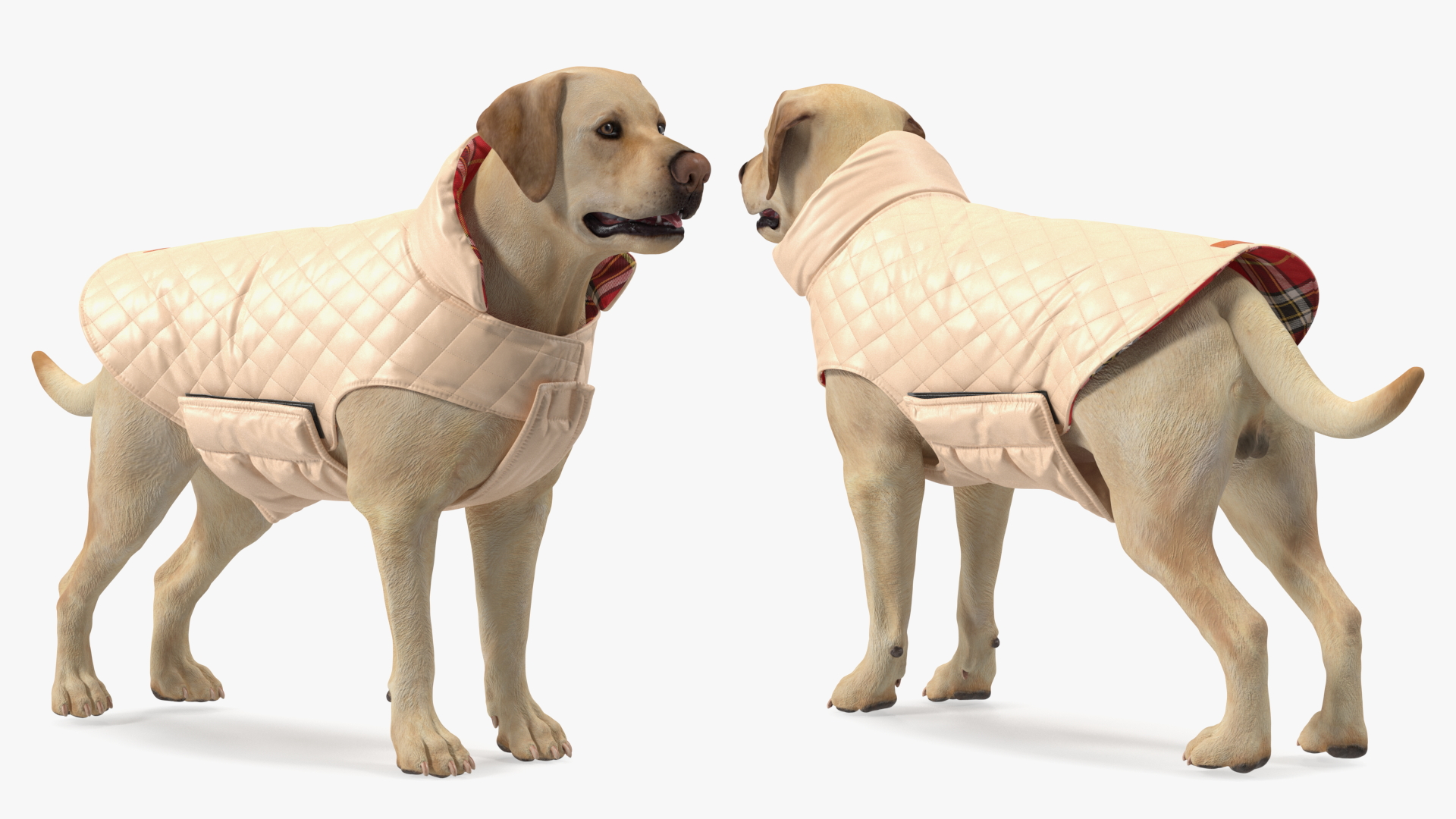 Labrador Wearing Beige Coat 3D