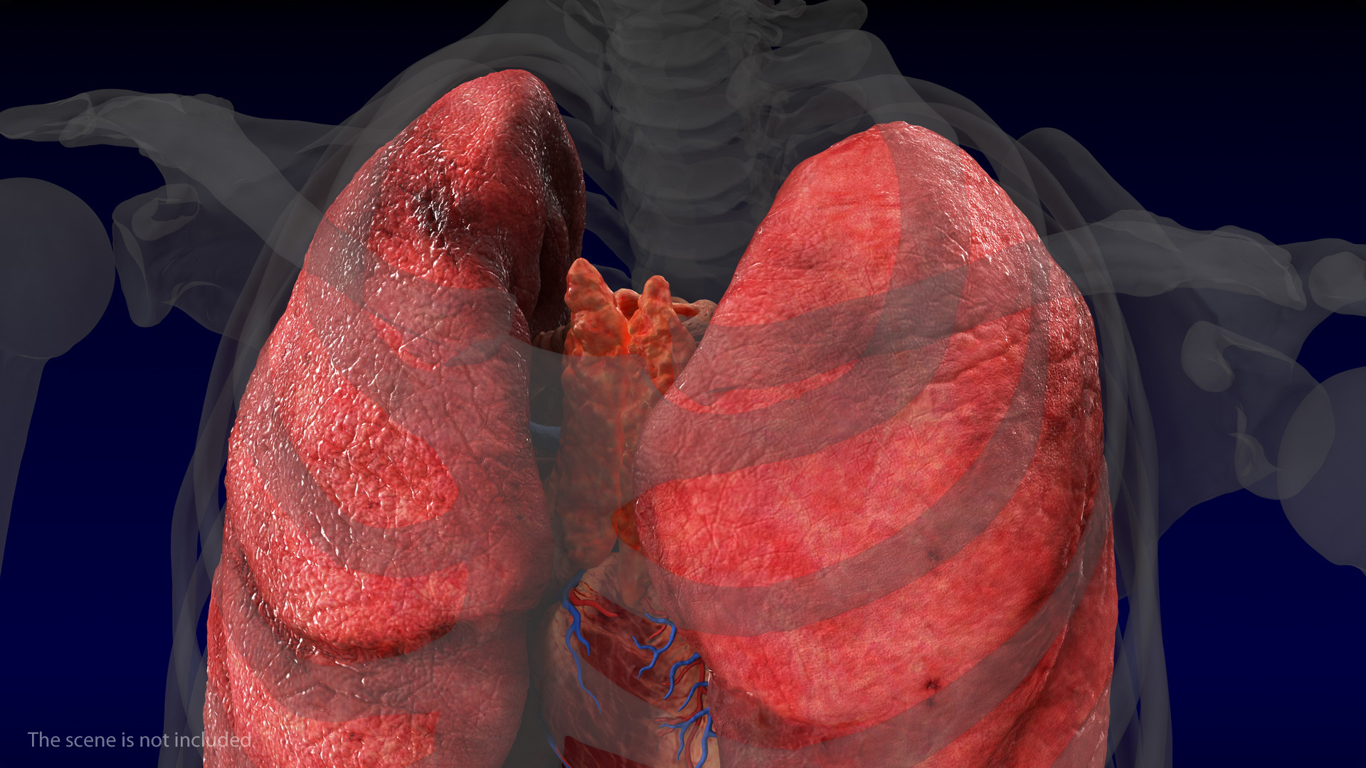 3D Human Internal Organs