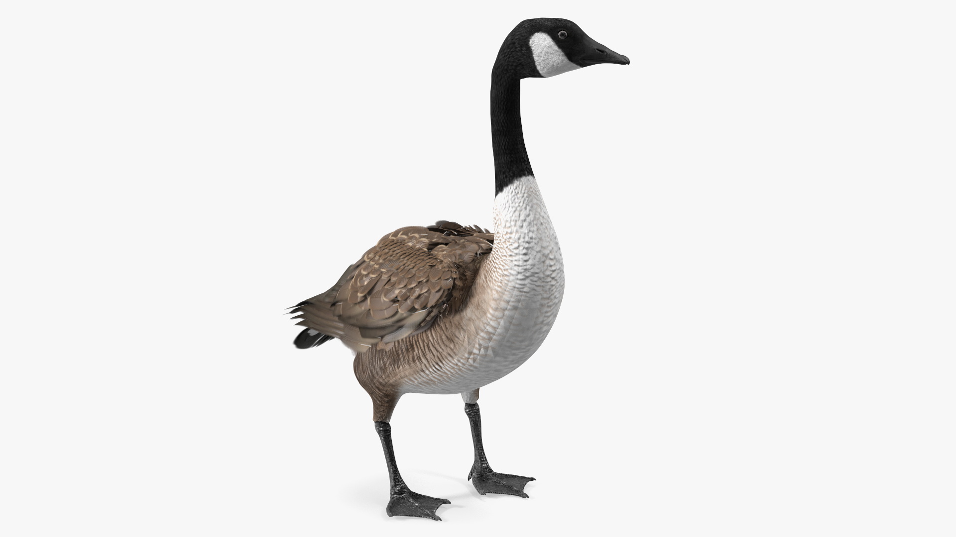 Canada Goose Rigged 3D model