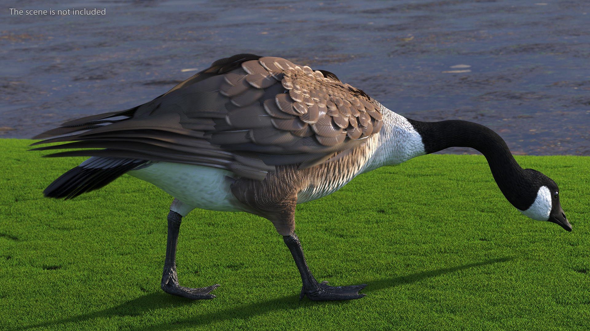 Canada Goose Rigged 3D model