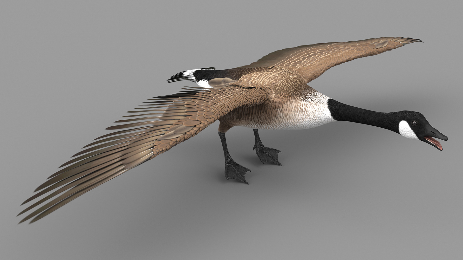 Canada Goose Rigged 3D model