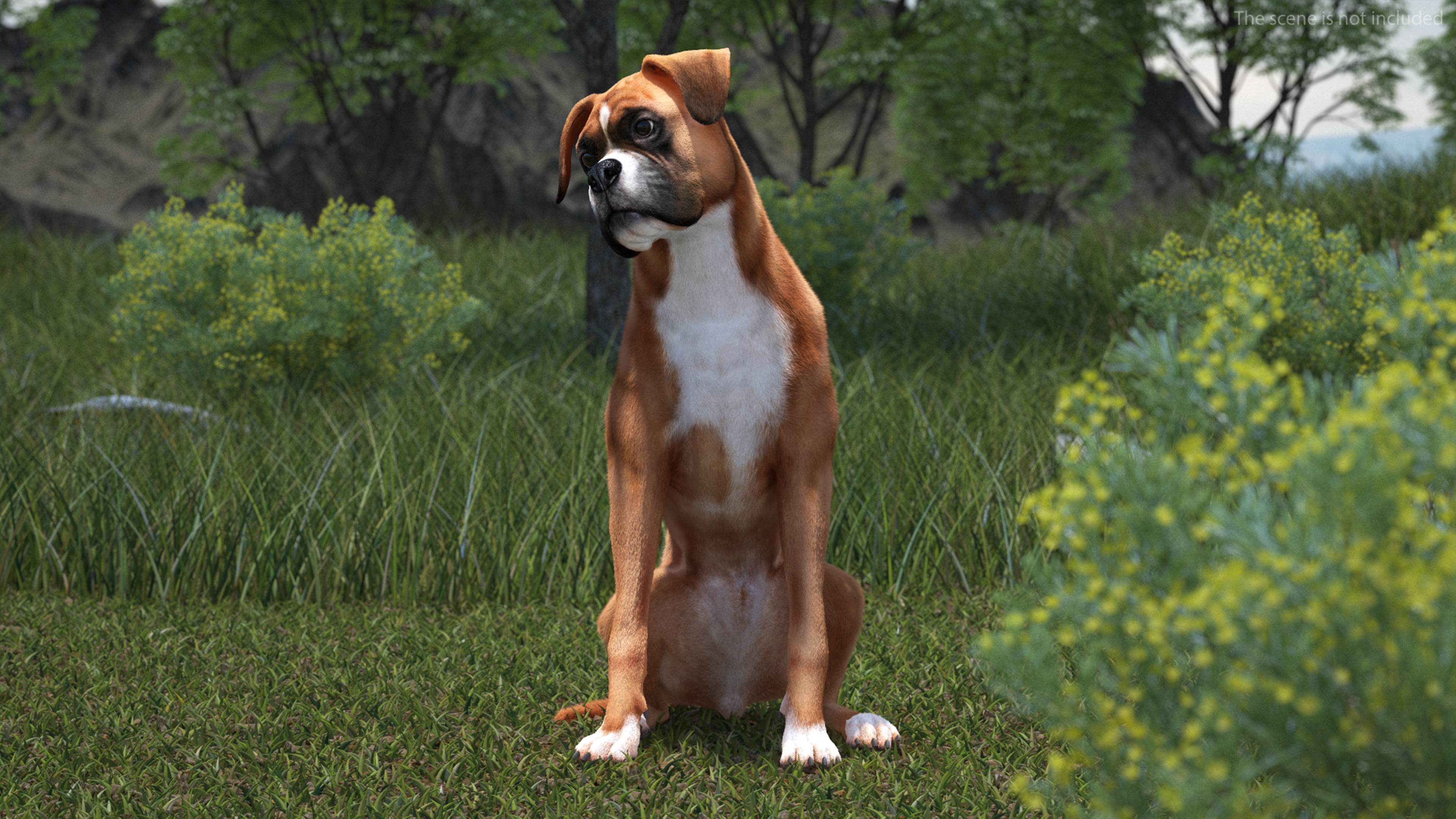 3D Sitting Dog Boxer Fur