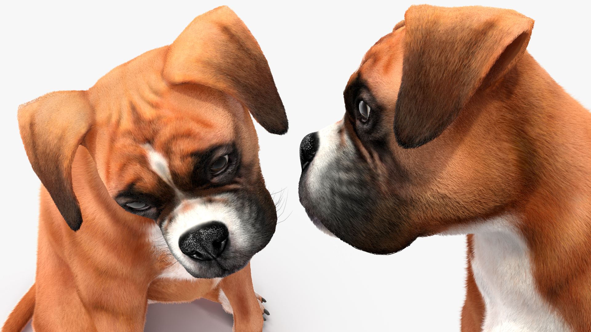 3D Sitting Dog Boxer Fur