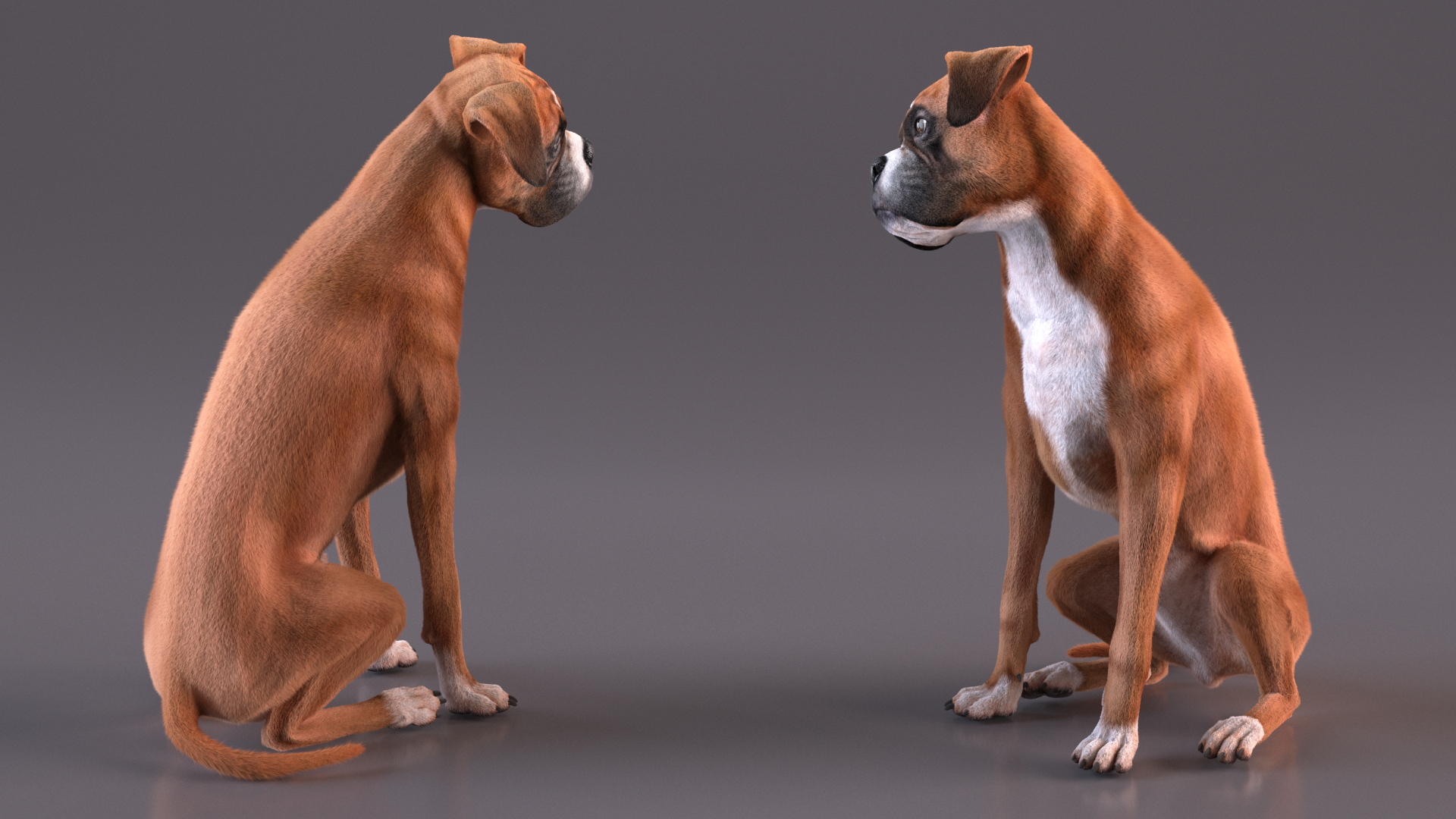 3D Sitting Dog Boxer Fur