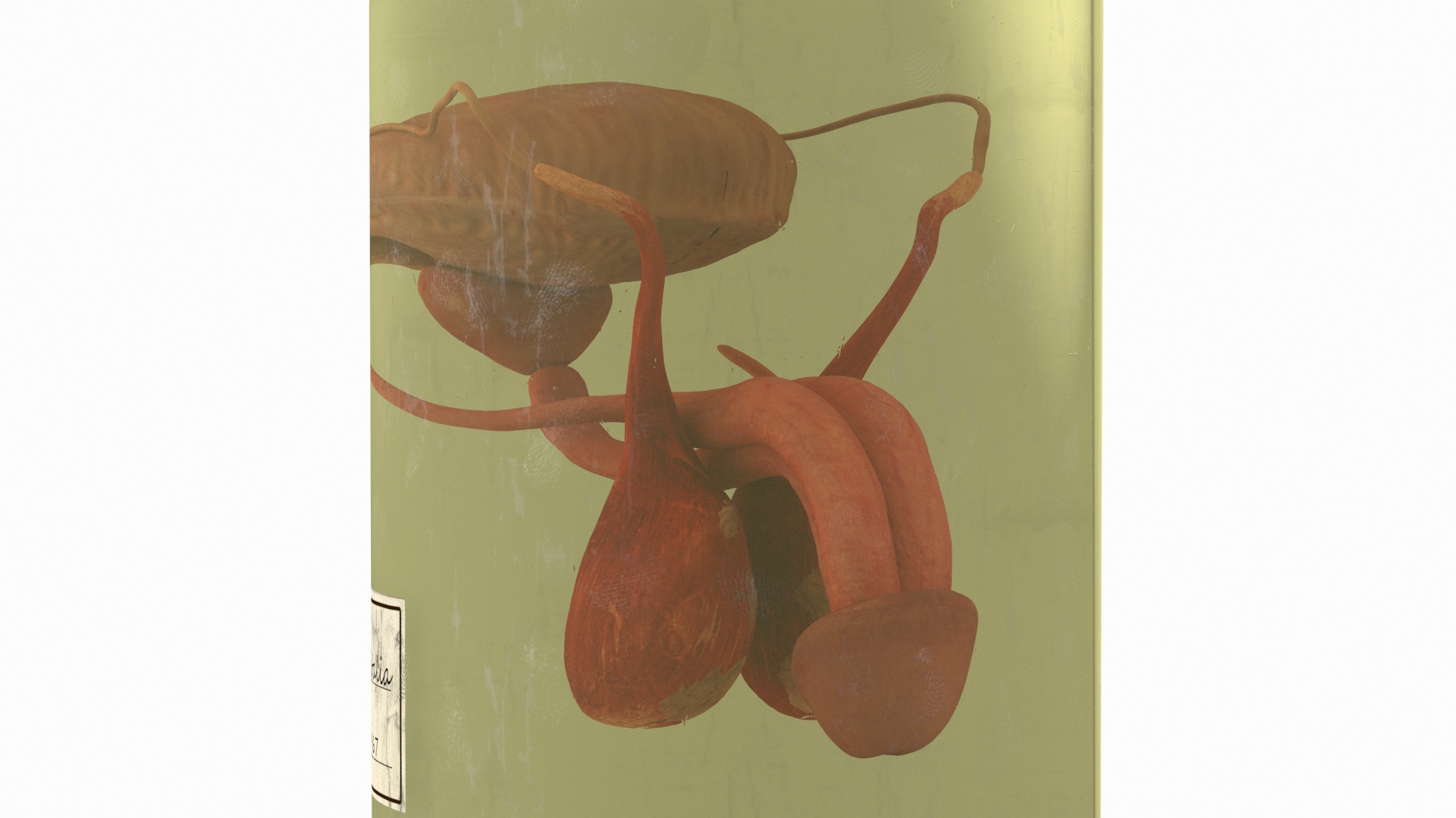 Male Genitalia in Glass Jar 3D