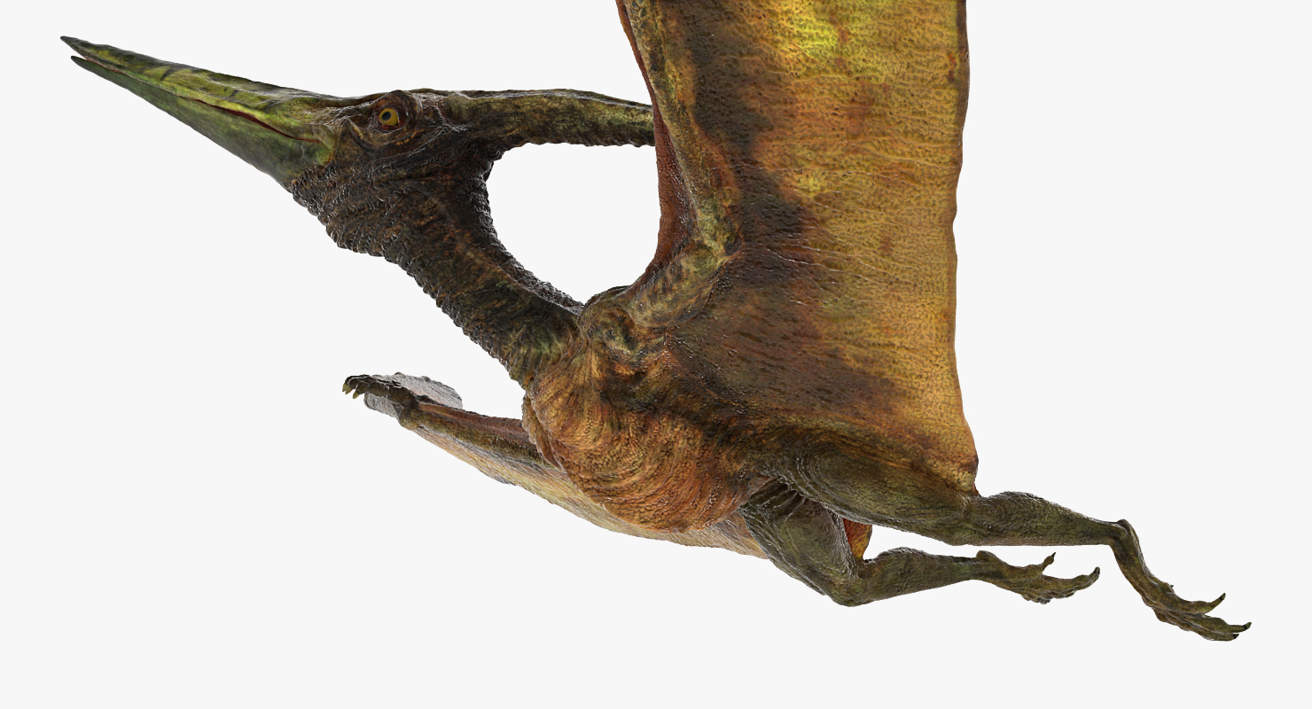 Pteranodon Flying Carnivorous Reptile Flying Pose 3D model