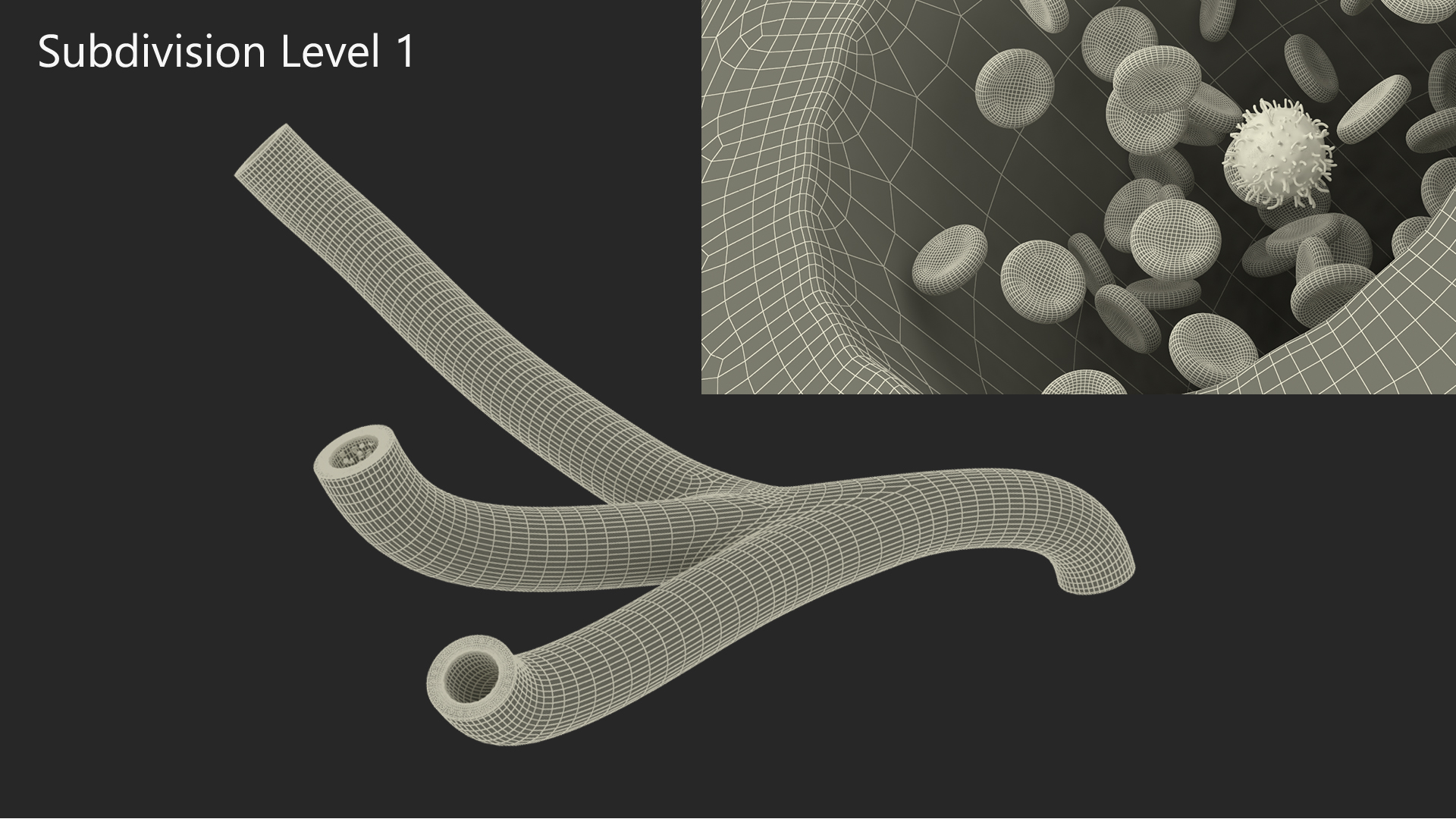 Human Arteries 3D model