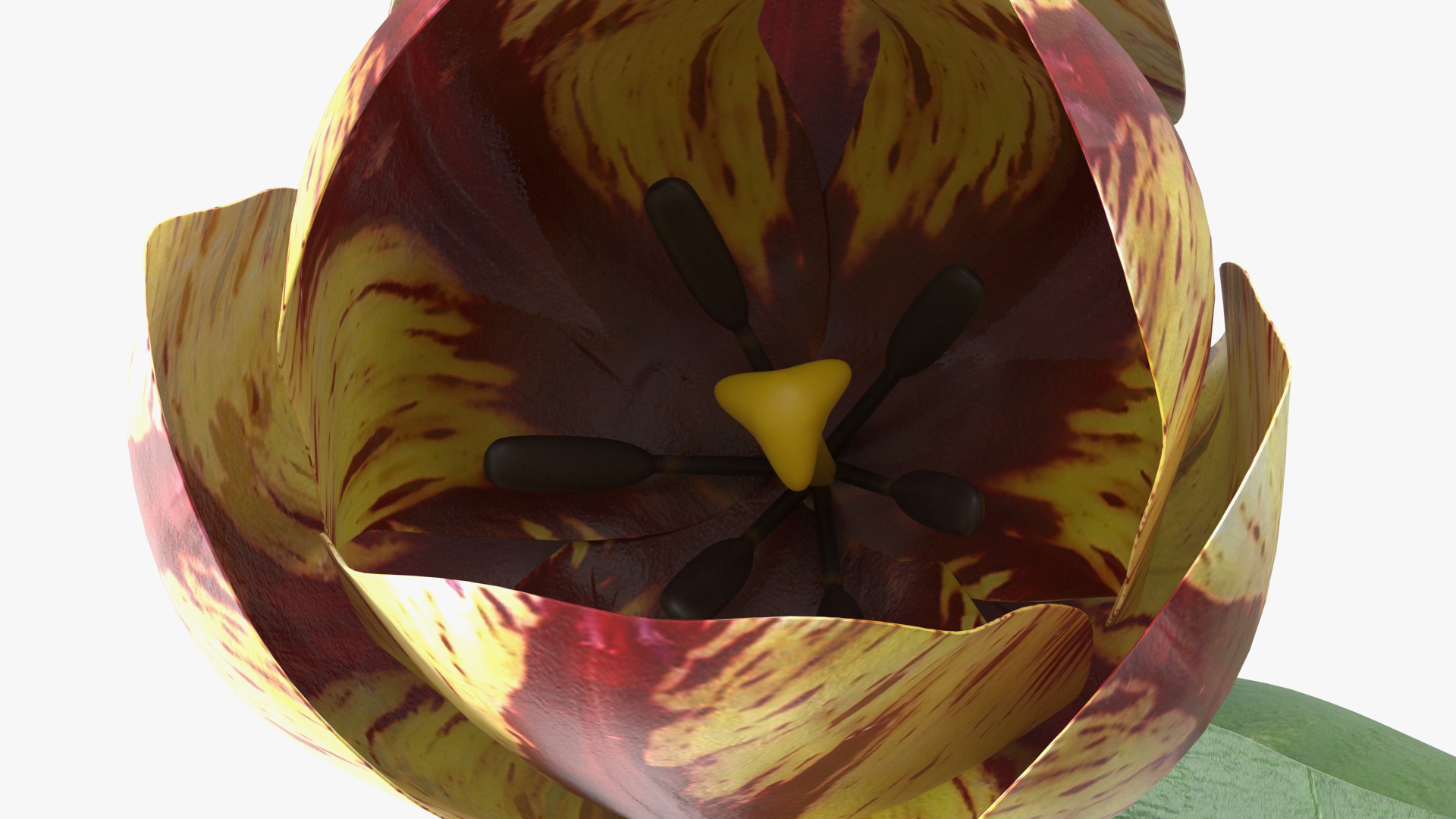 3D Banja Luka Tulip Flower model