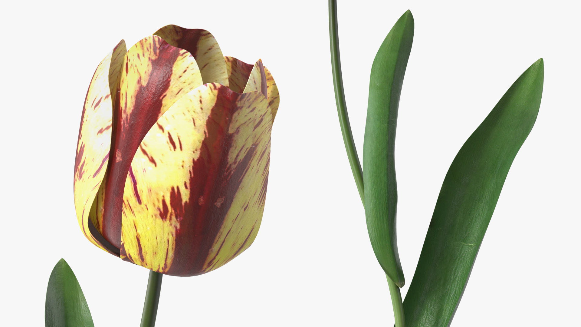 3D Banja Luka Tulip Flower model