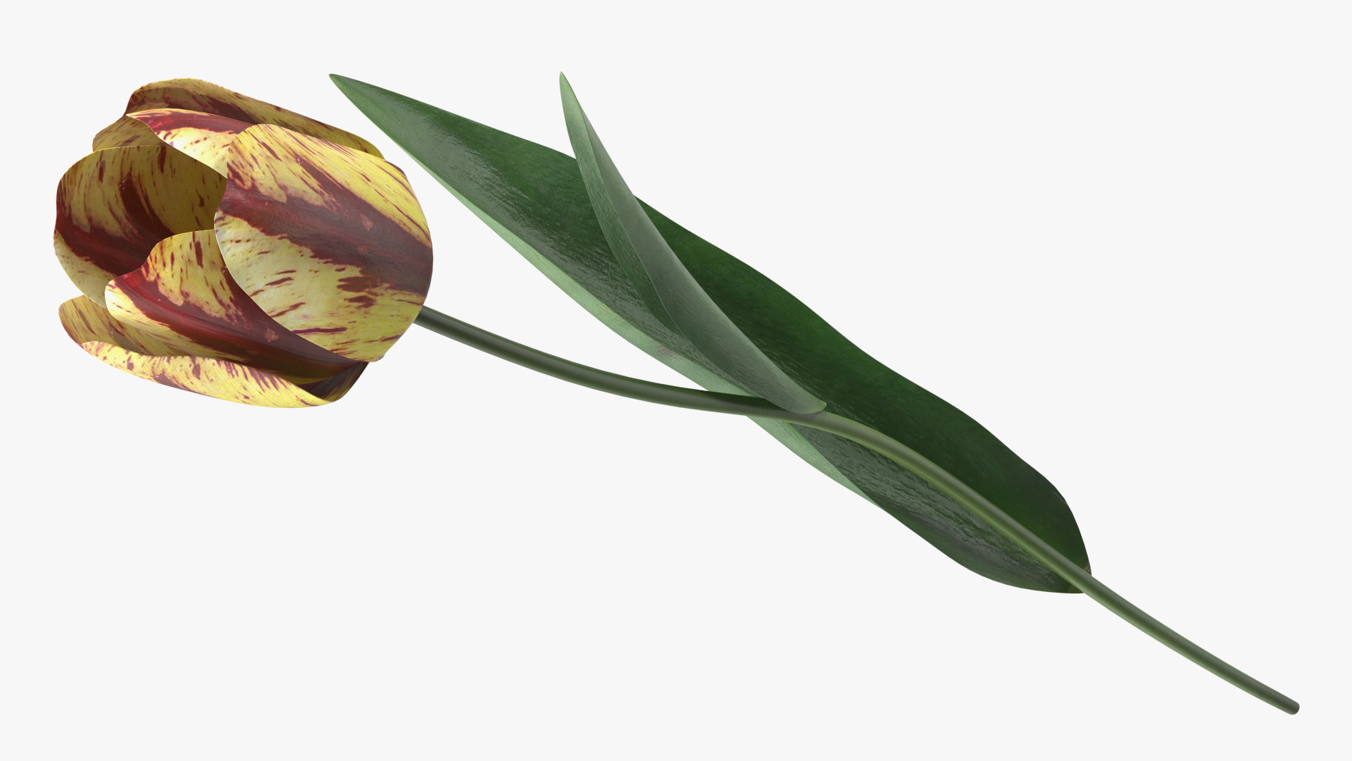 3D Banja Luka Tulip Flower model