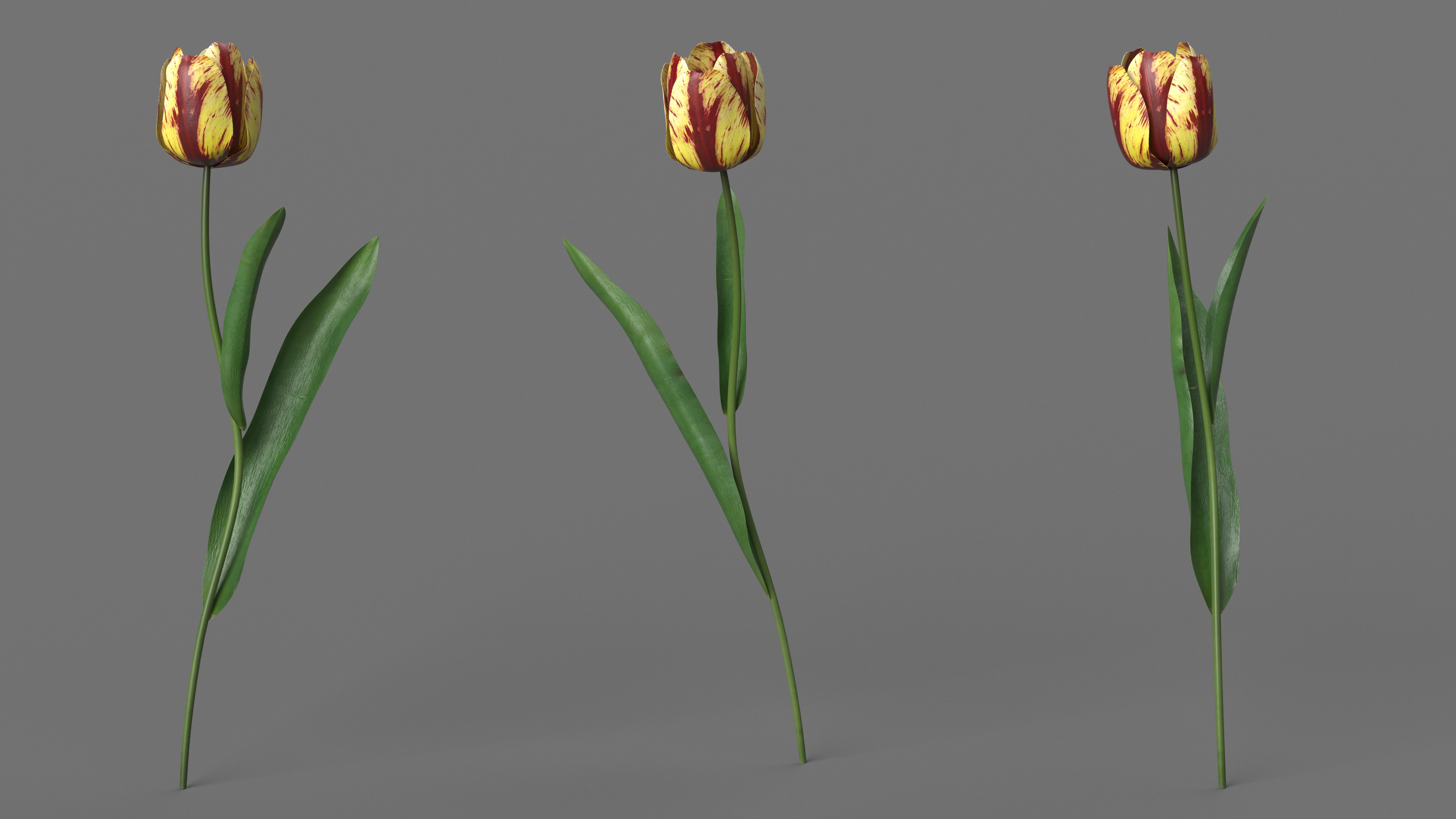 3D Banja Luka Tulip Flower model