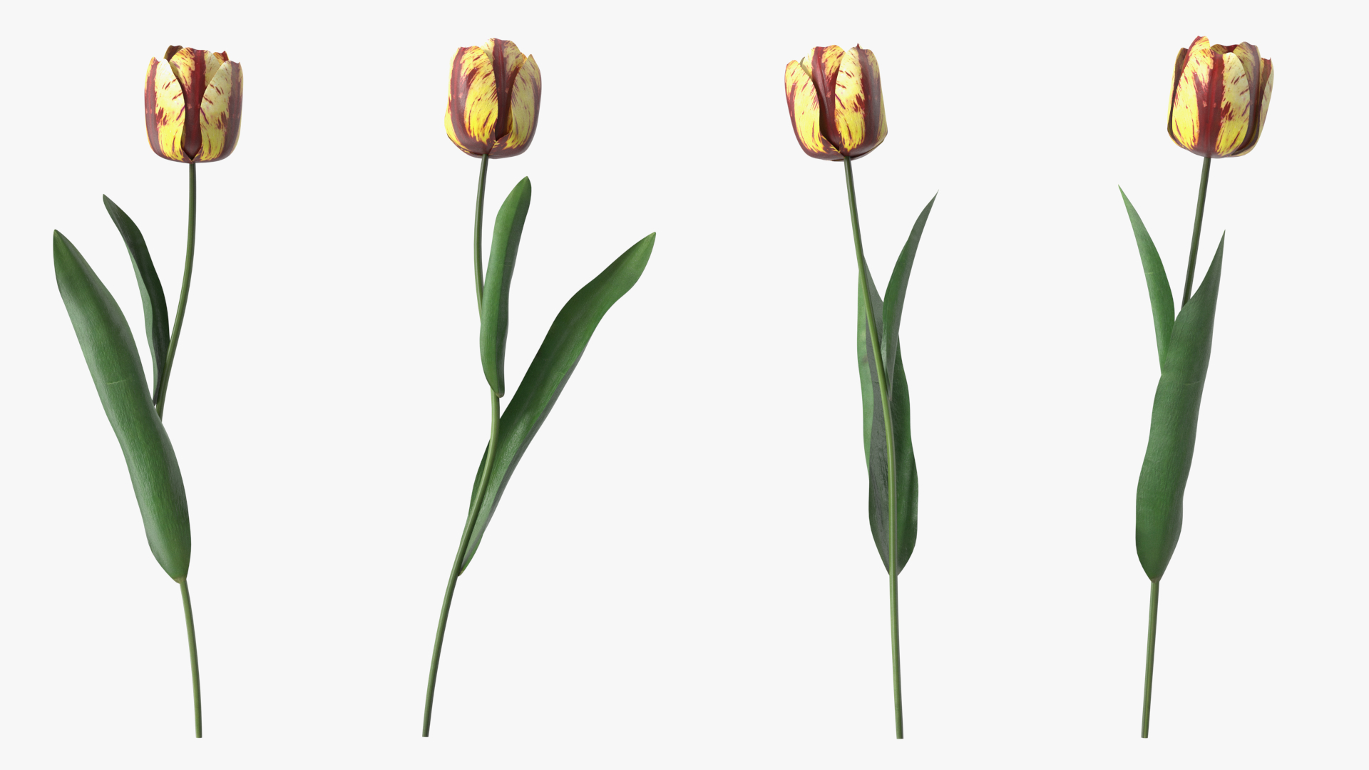 3D Banja Luka Tulip Flower model