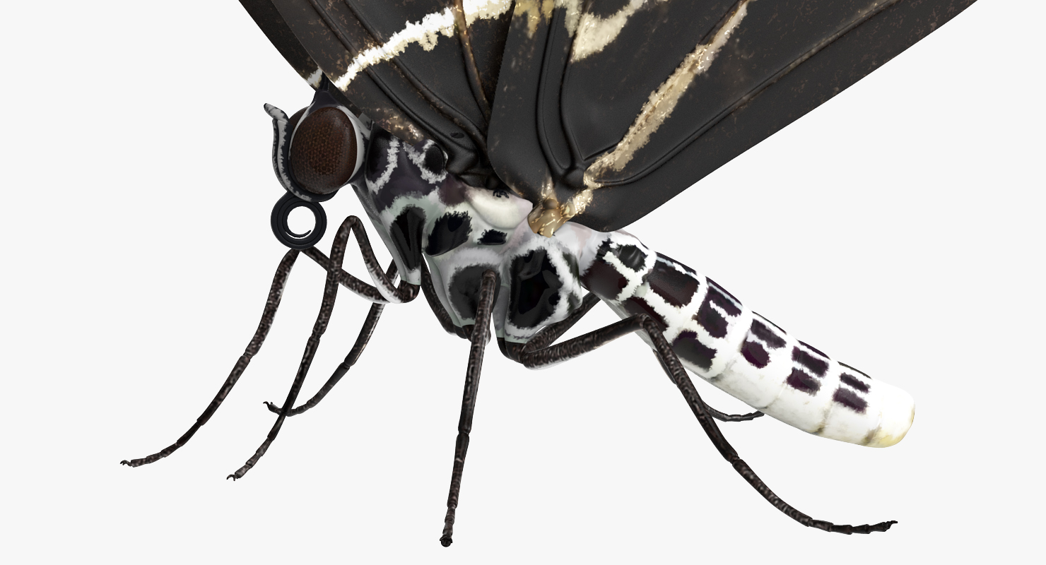 Bhutanitis Lidderdalii Butterfly Rigged 3D model