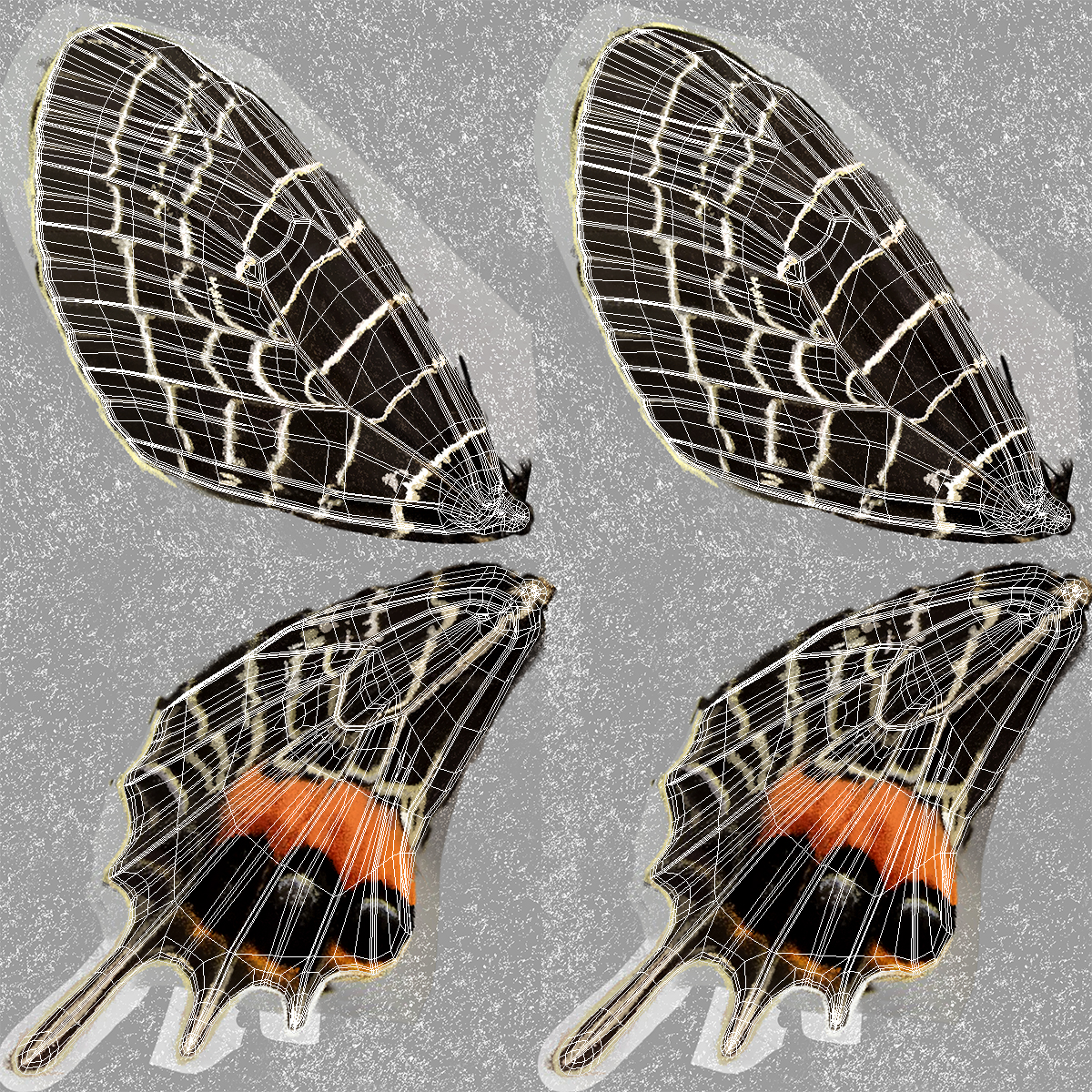 Bhutanitis Lidderdalii Butterfly Rigged 3D model