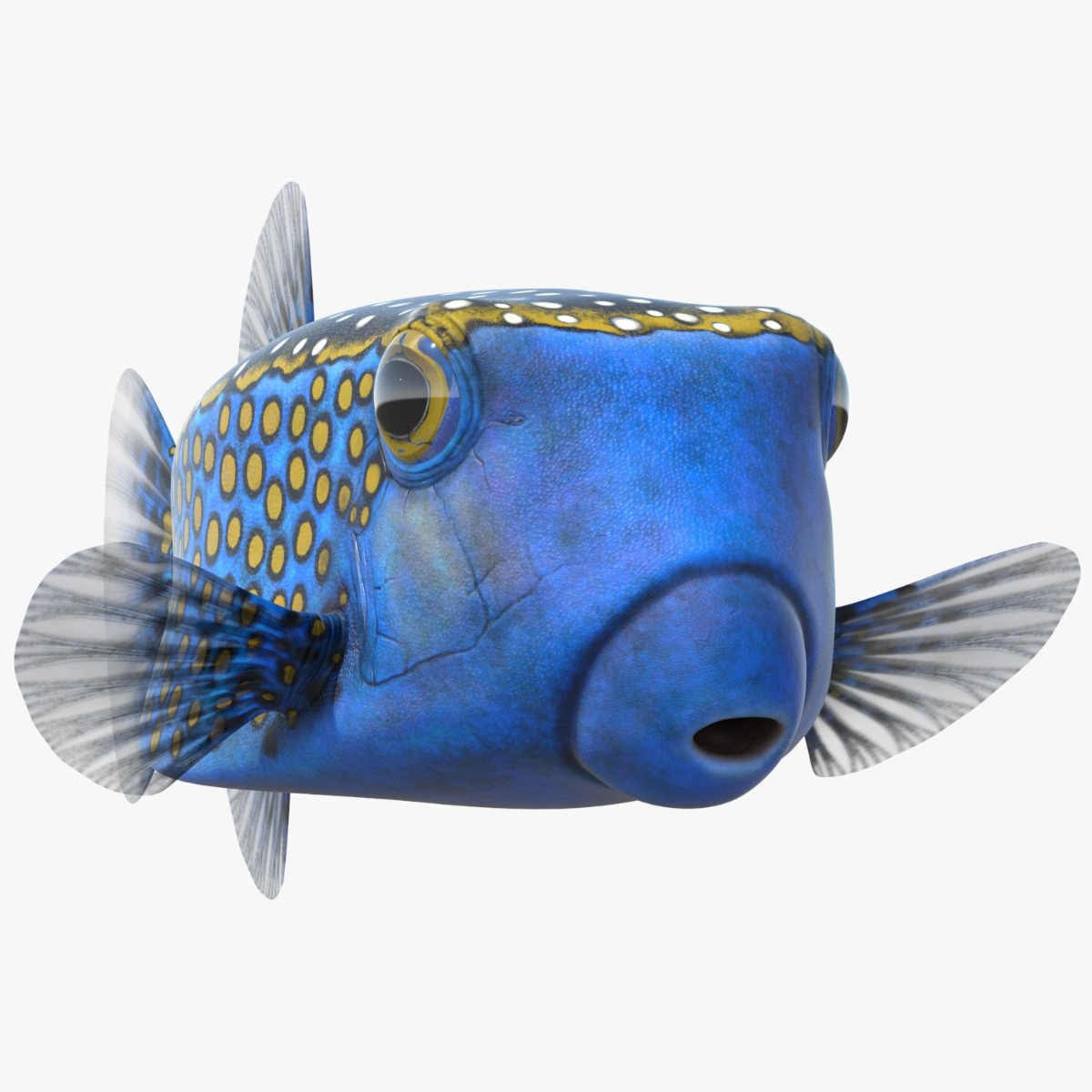 3D model Ostracion Meleagris Fish Blue Rigged for Maya