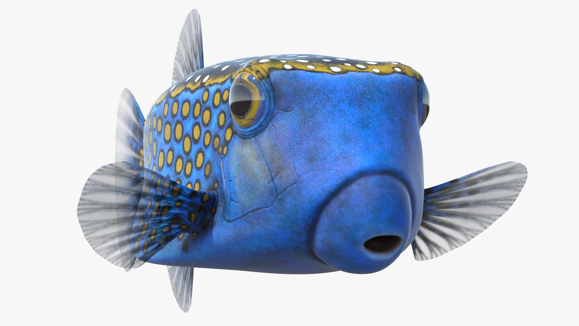 3D model Ostracion Meleagris Fish Blue Rigged for Maya