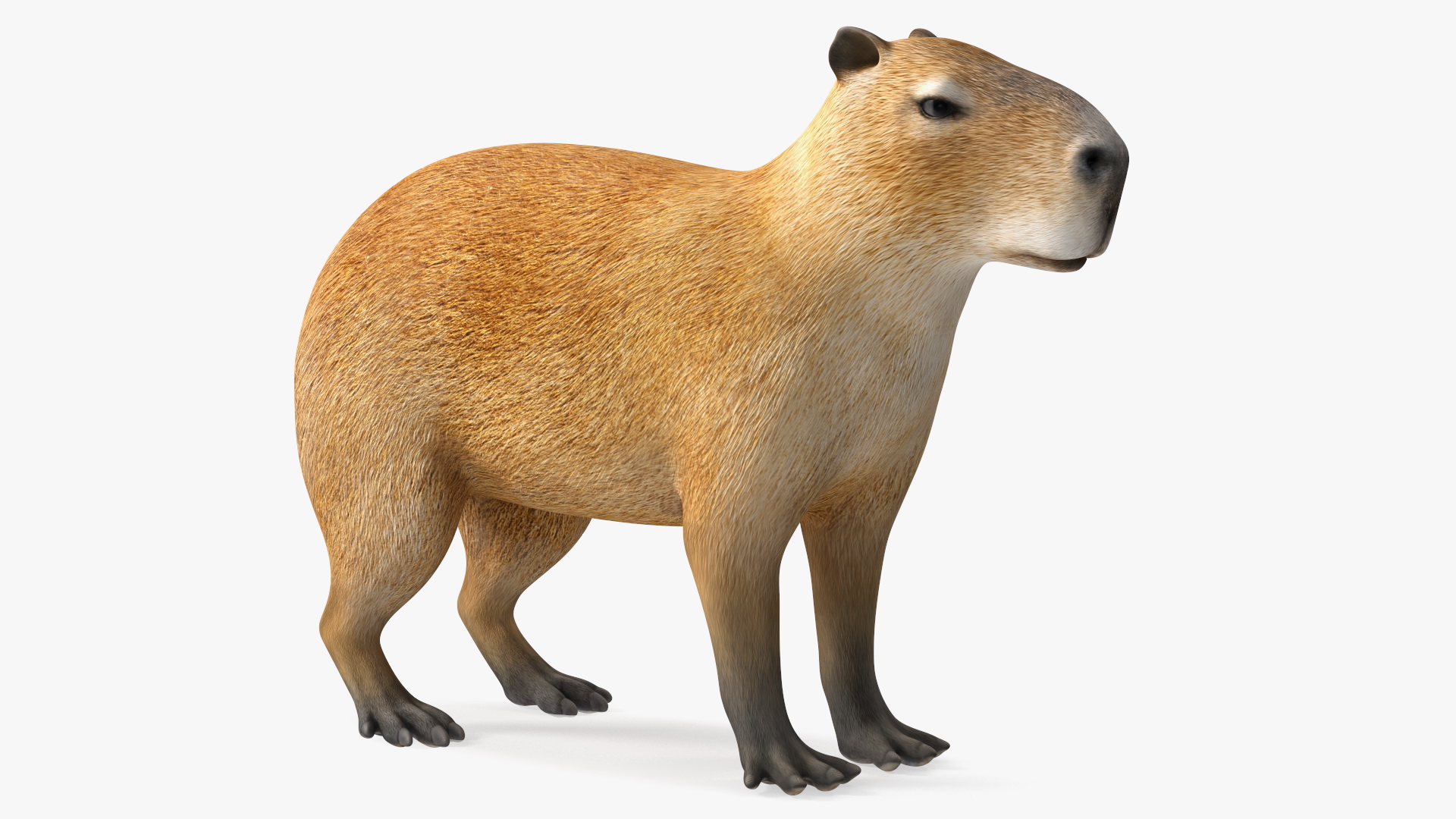 3D model Capybara Rigged