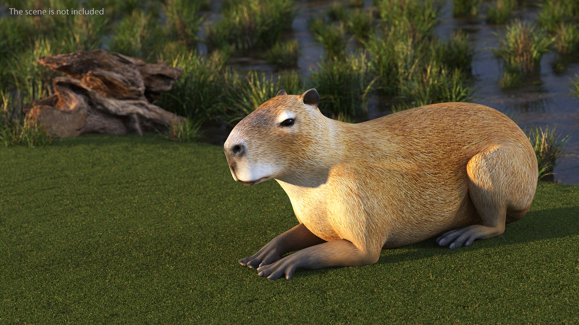 3D model Capybara Rigged