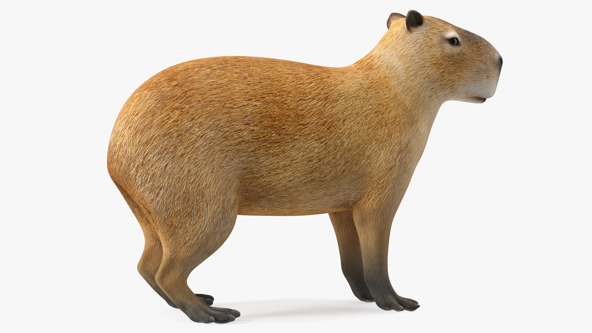 Capybara Rigged for Modo 3D model