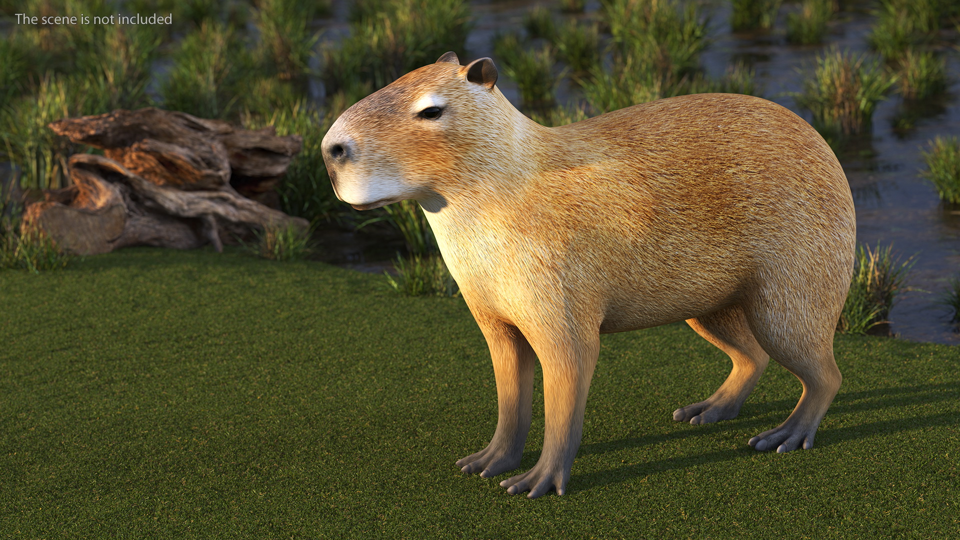 3D model Capybara Rigged