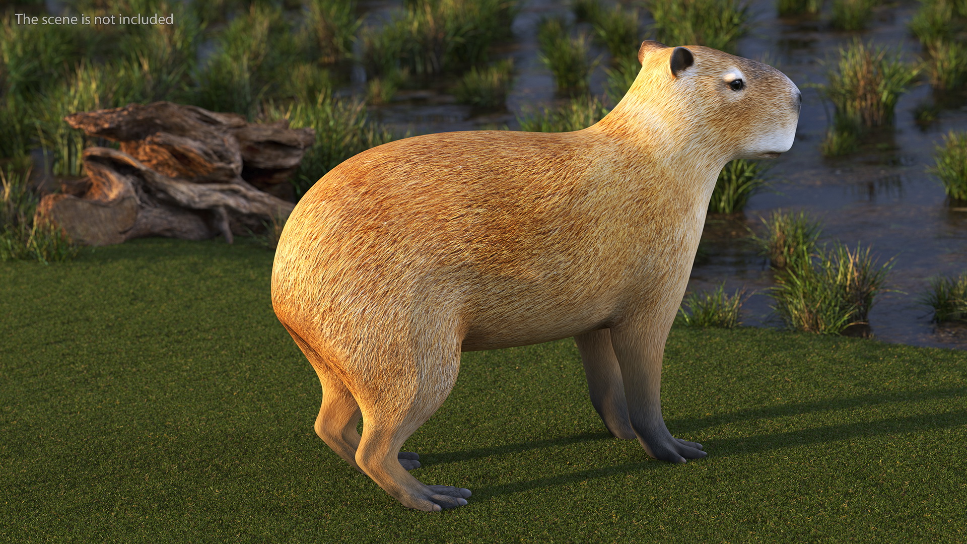 Capybara Rigged for Modo 3D model