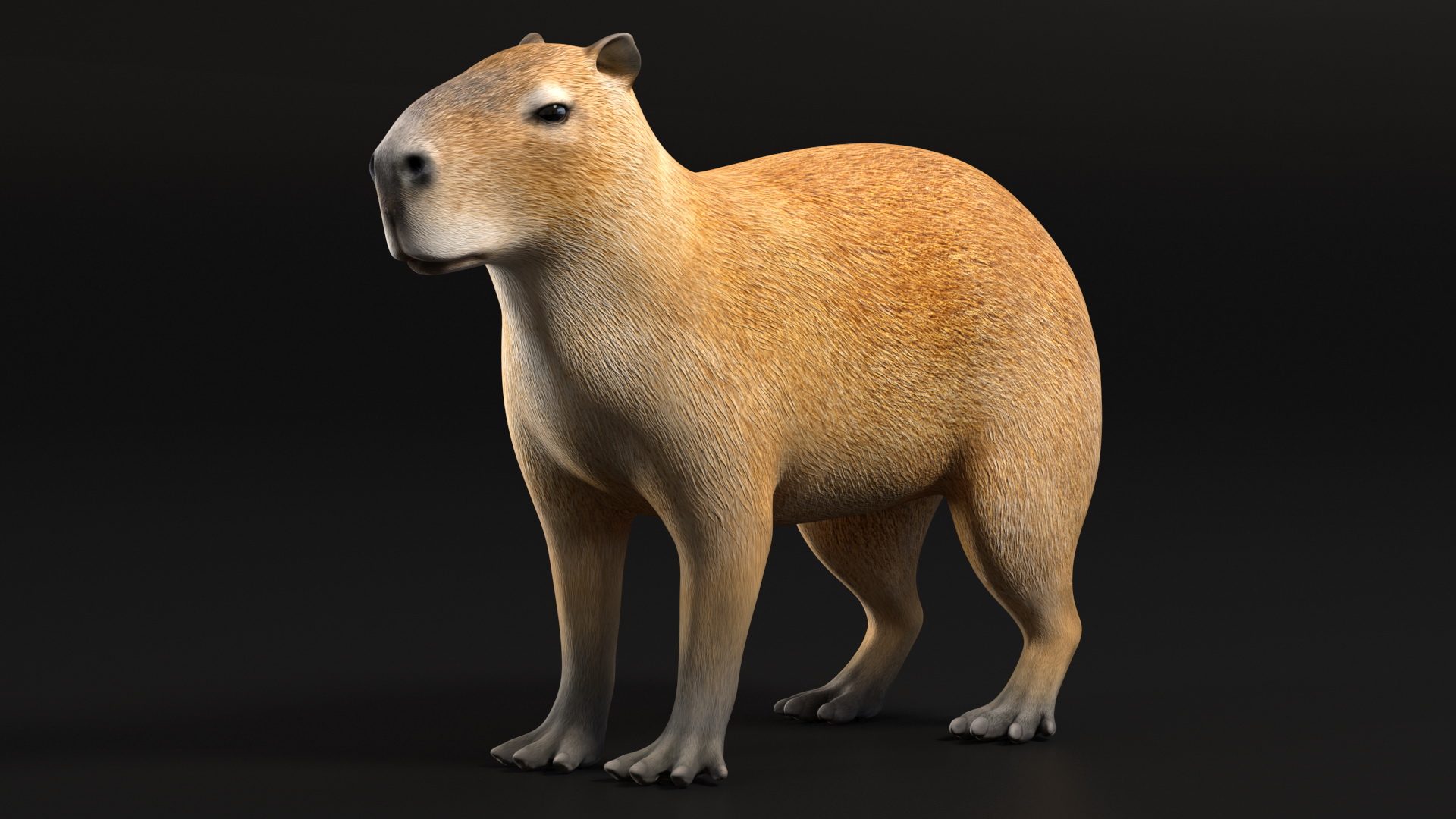 3D model Capybara Rigged