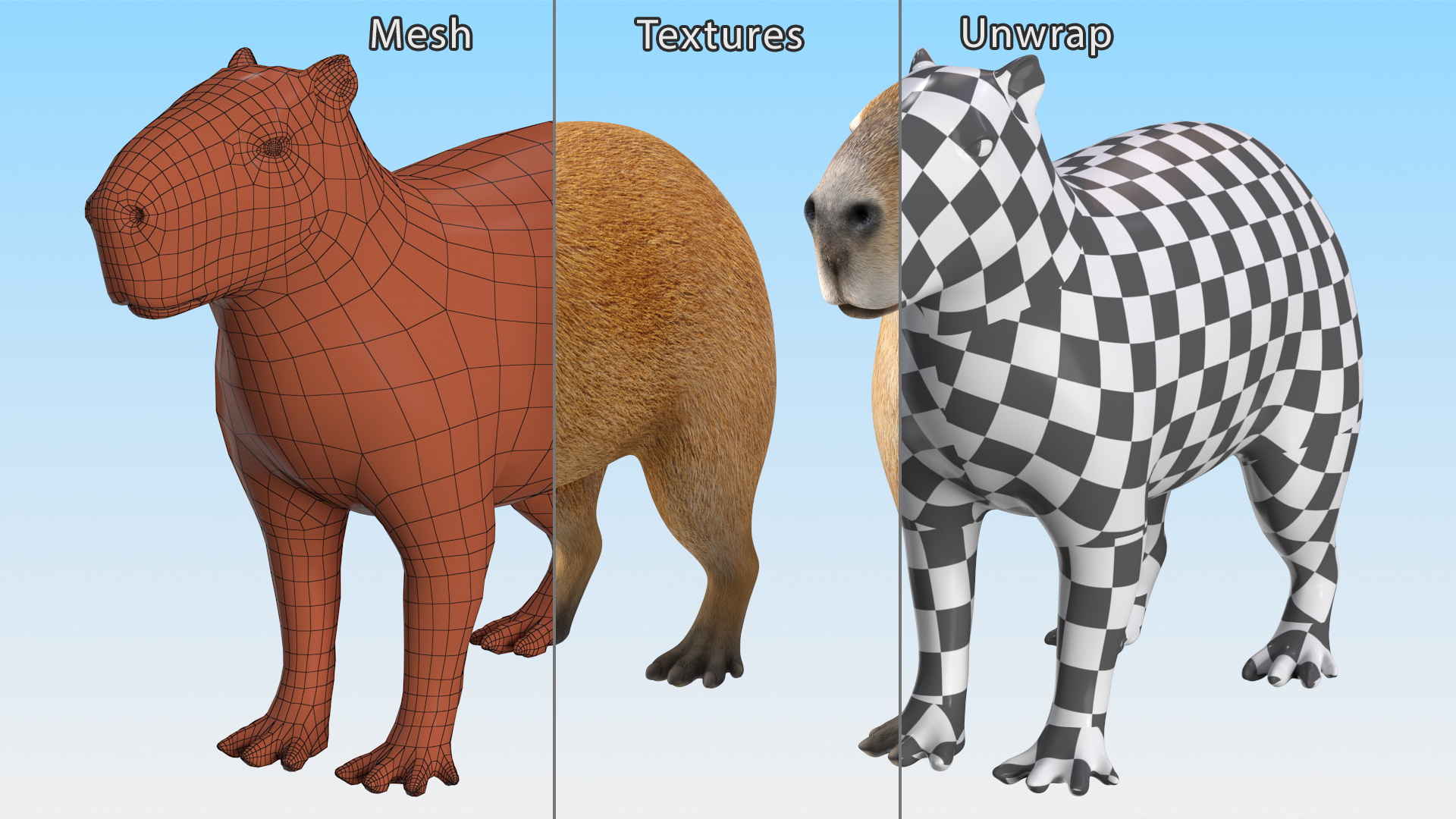 Capybara Rigged for Modo 3D model