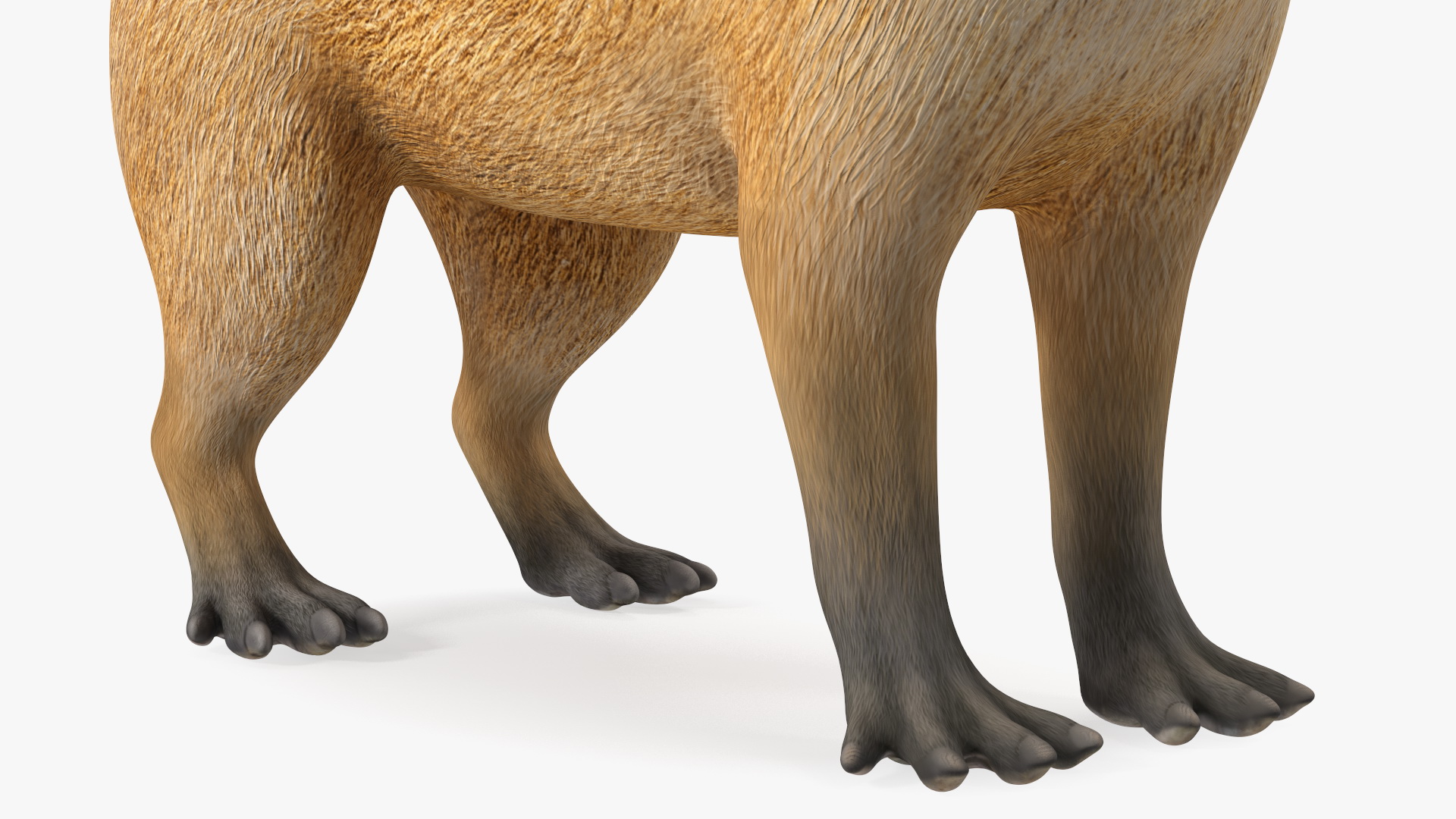 3D model Capybara Rigged