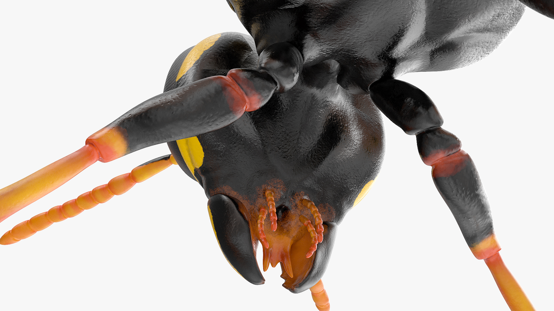 3D model Paper Wasp