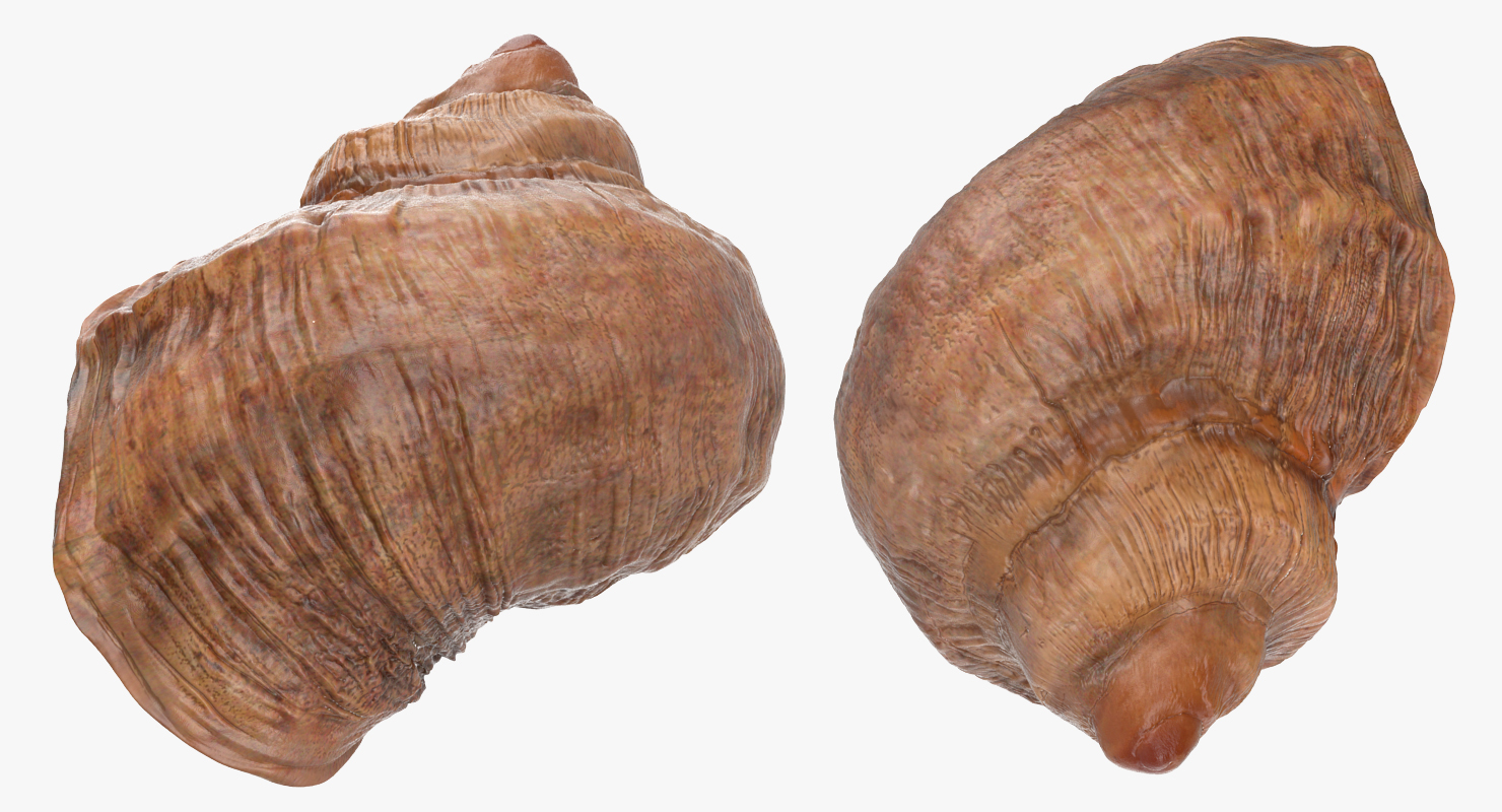 Sea Shell 3D model