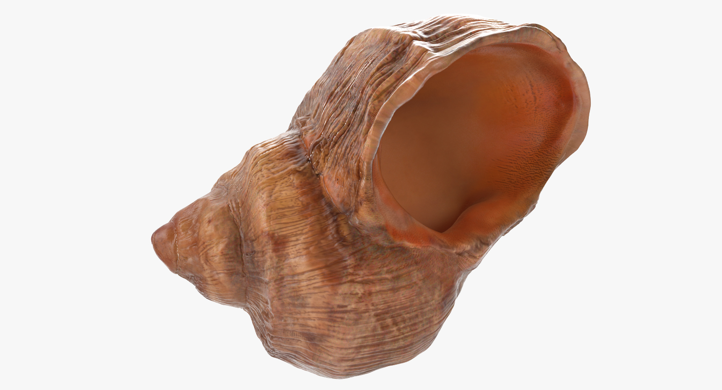 Sea Shell 3D model