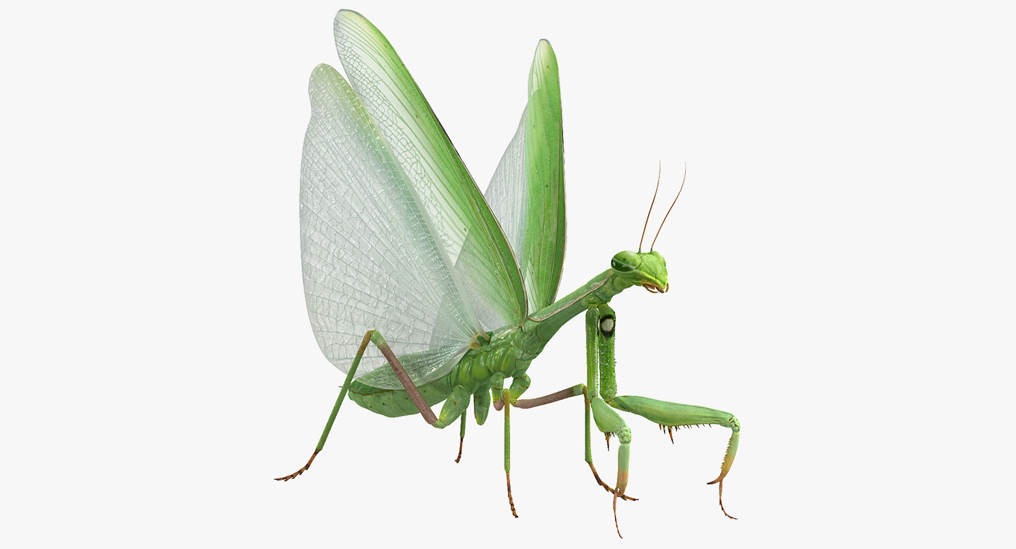 3D model European Mantis