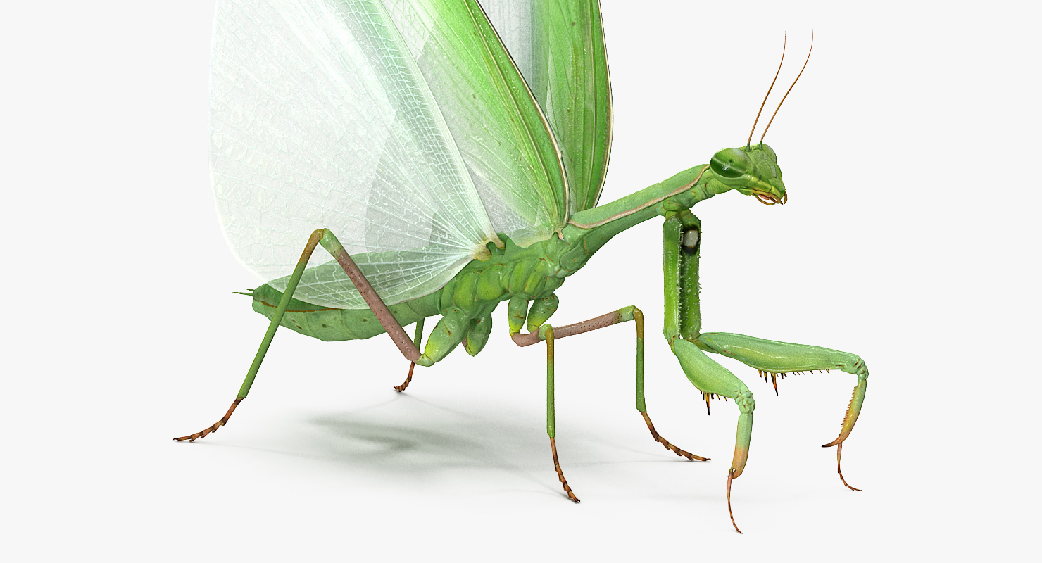 3D model European Mantis