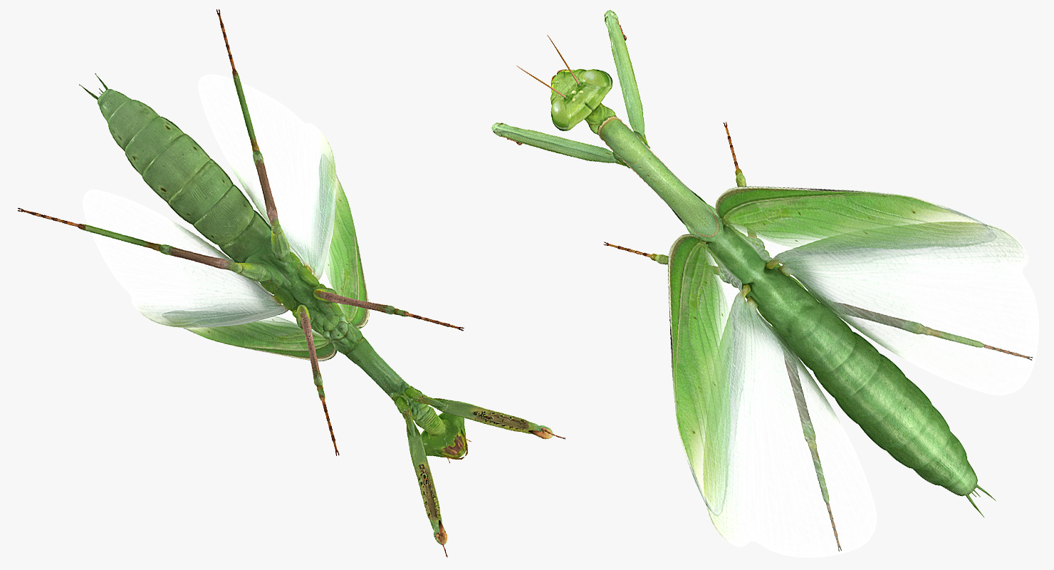 3D model European Mantis