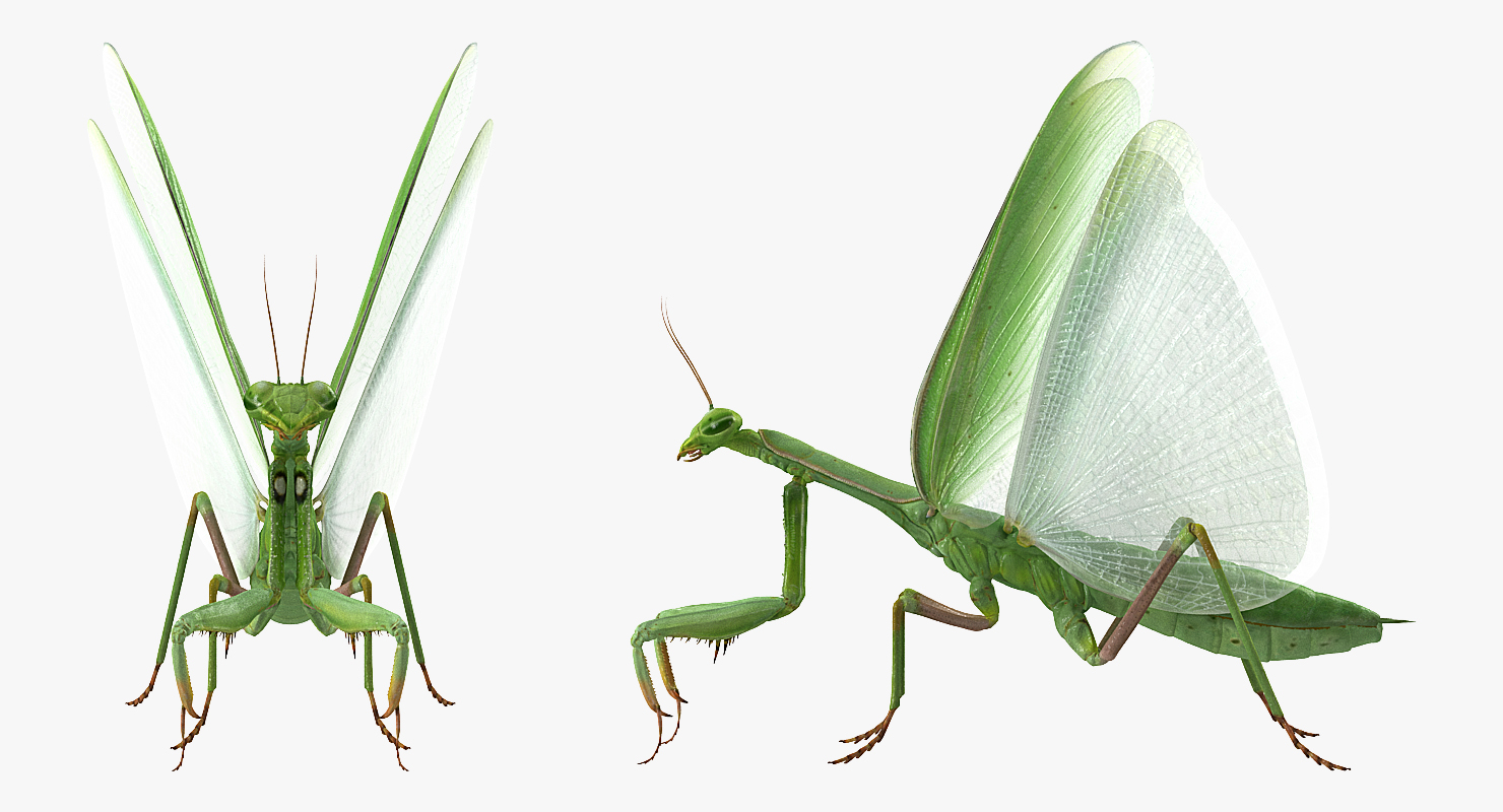 3D model European Mantis