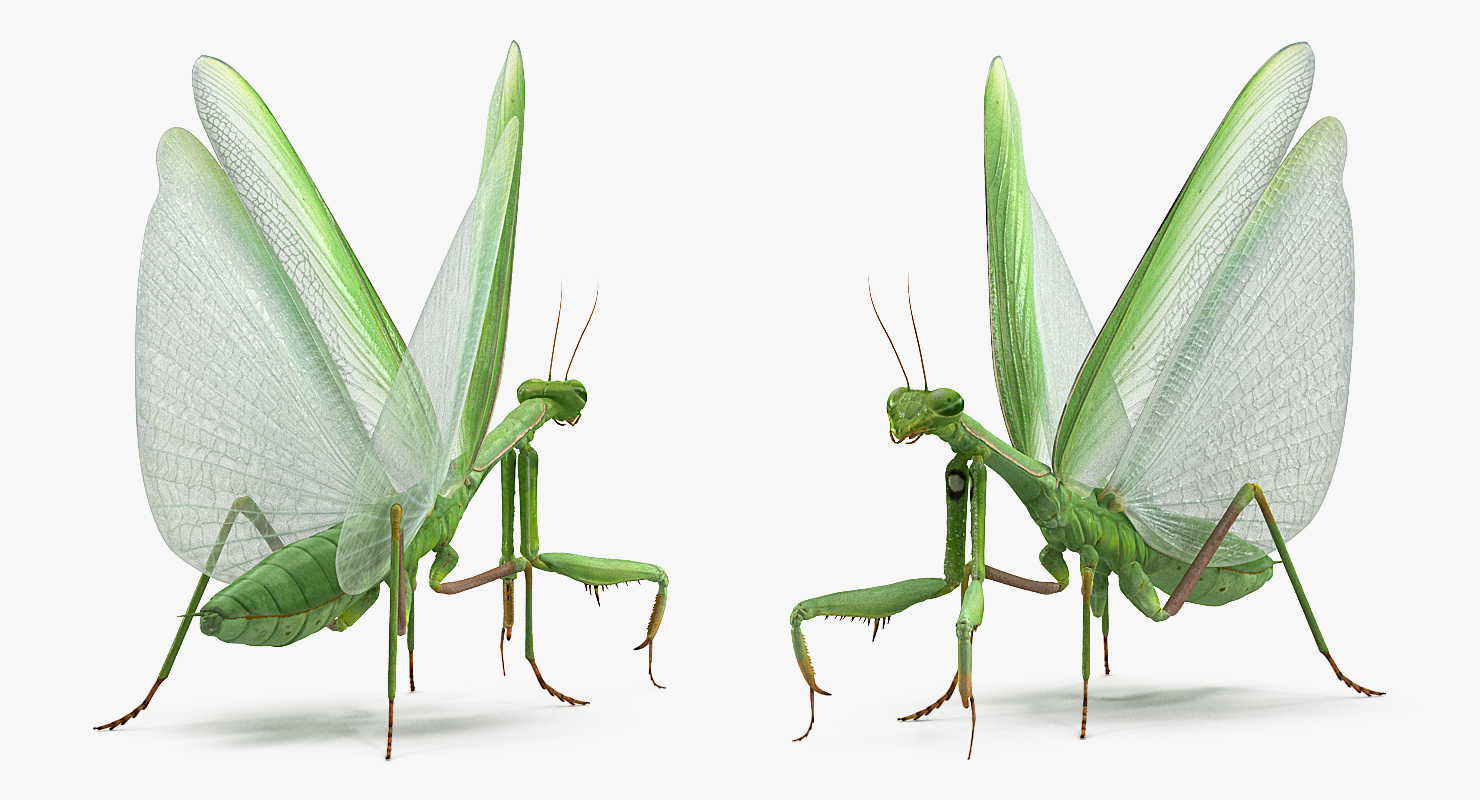 3D model European Mantis