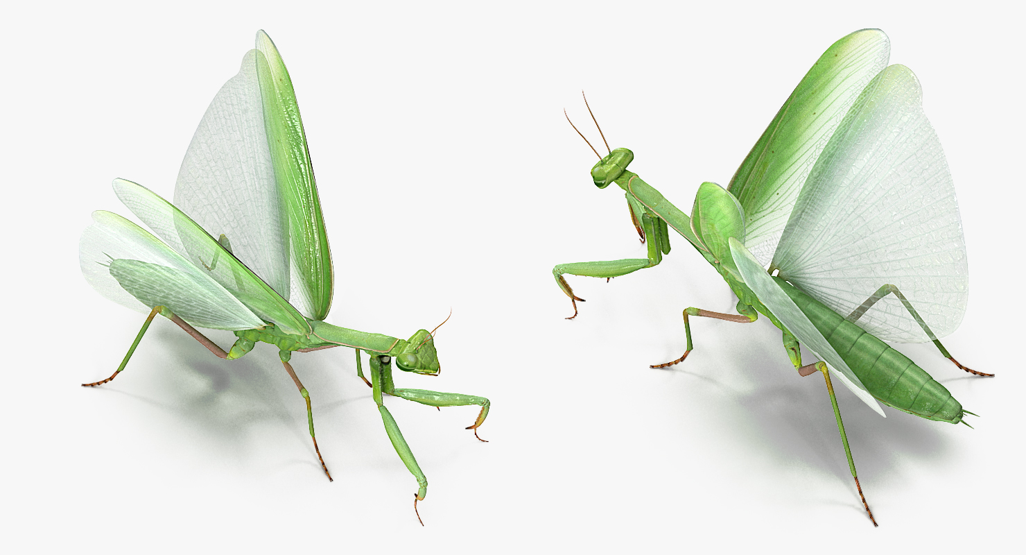 3D model European Mantis