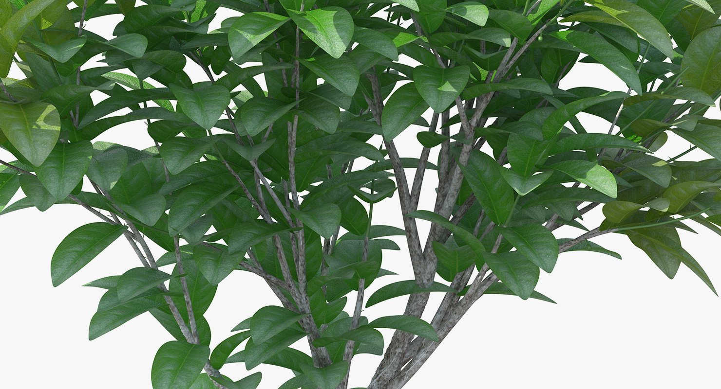 3D model Small Tree