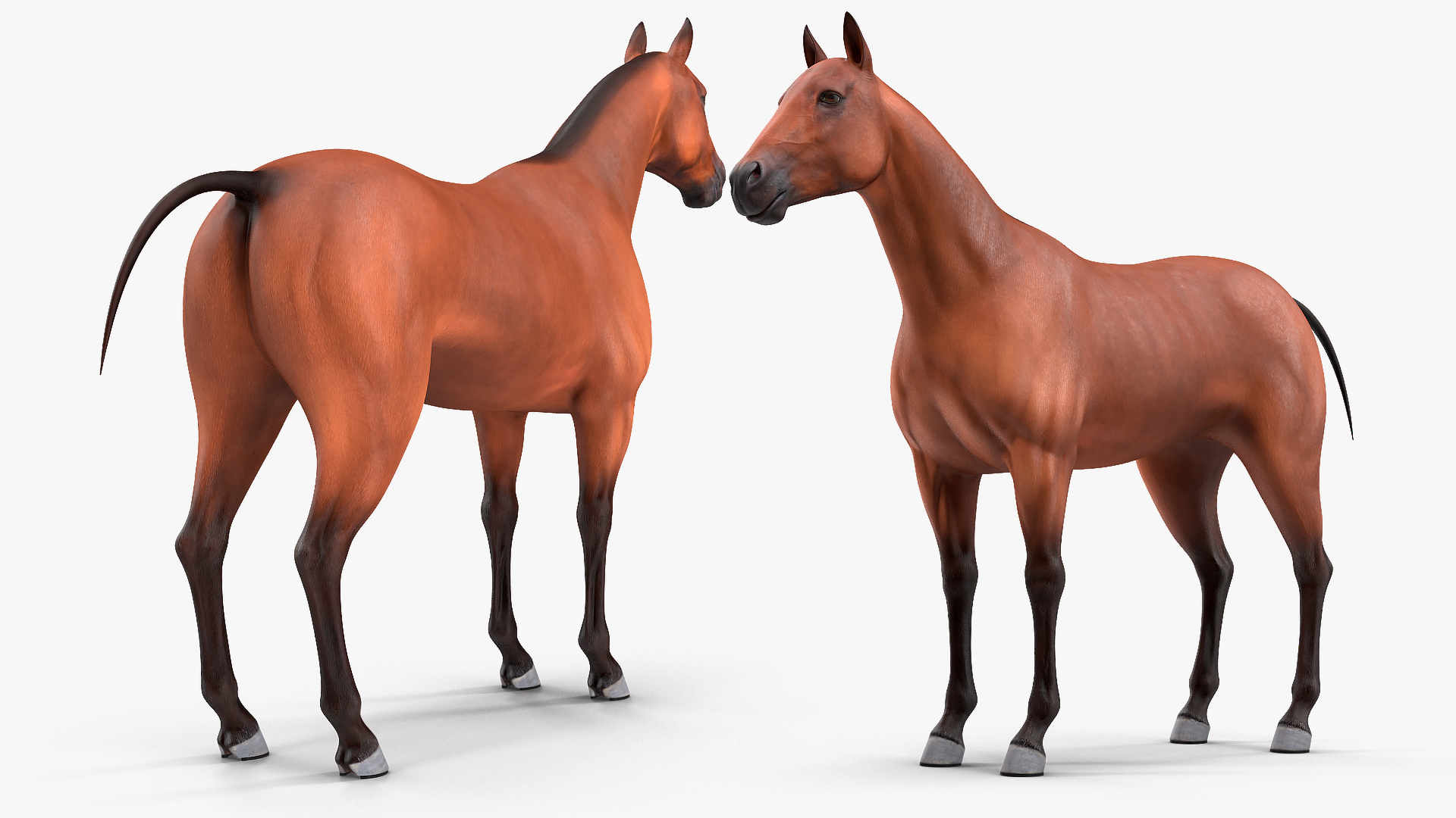 3D Bay Horse Rigged