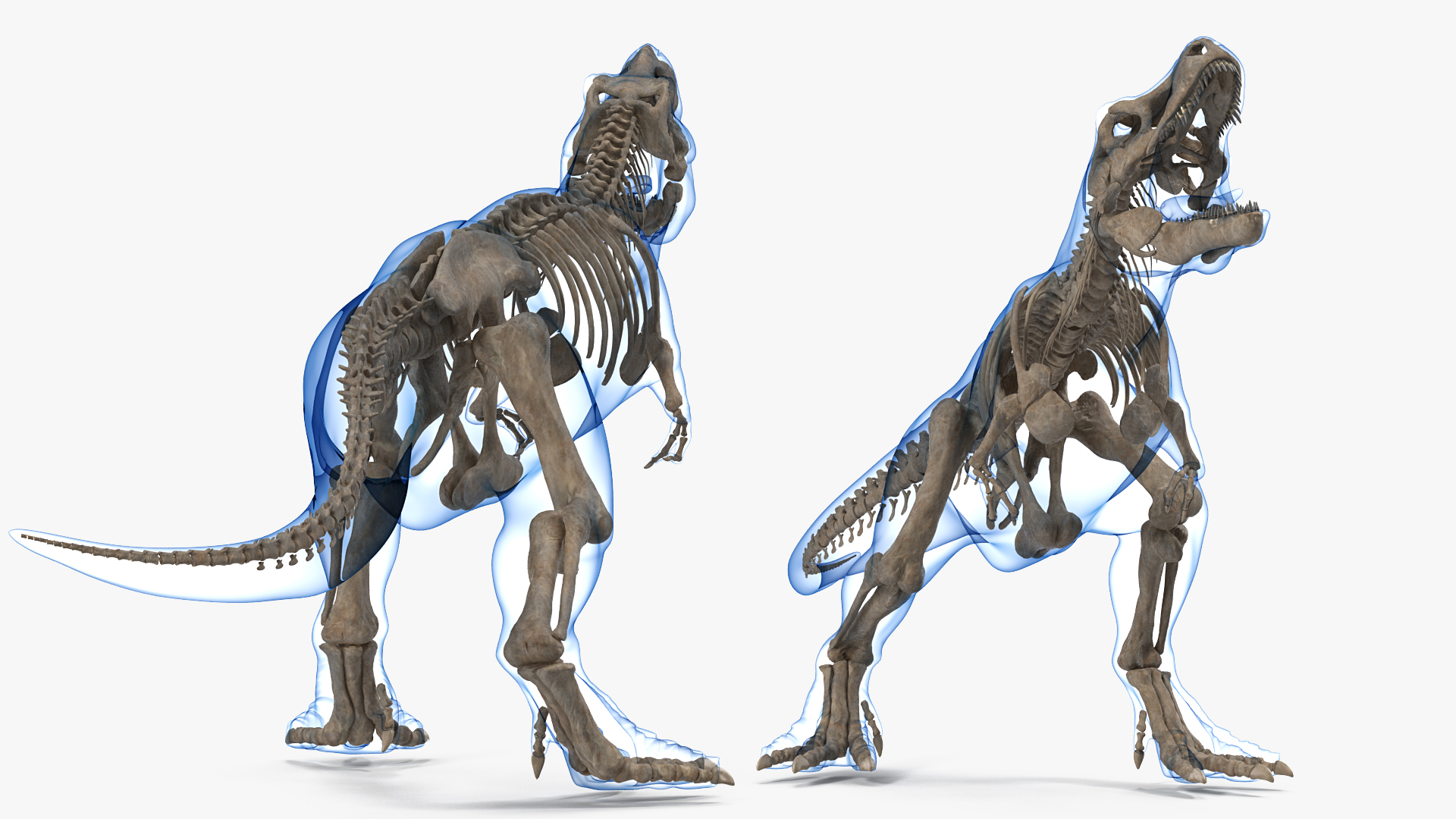 Tyrannosaurus Rex Skeleton Fossil with Skin Standing Pose 3D