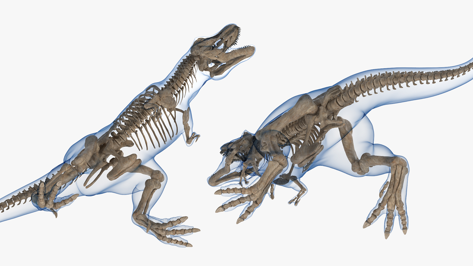 Tyrannosaurus Rex Skeleton Fossil with Skin Standing Pose 3D