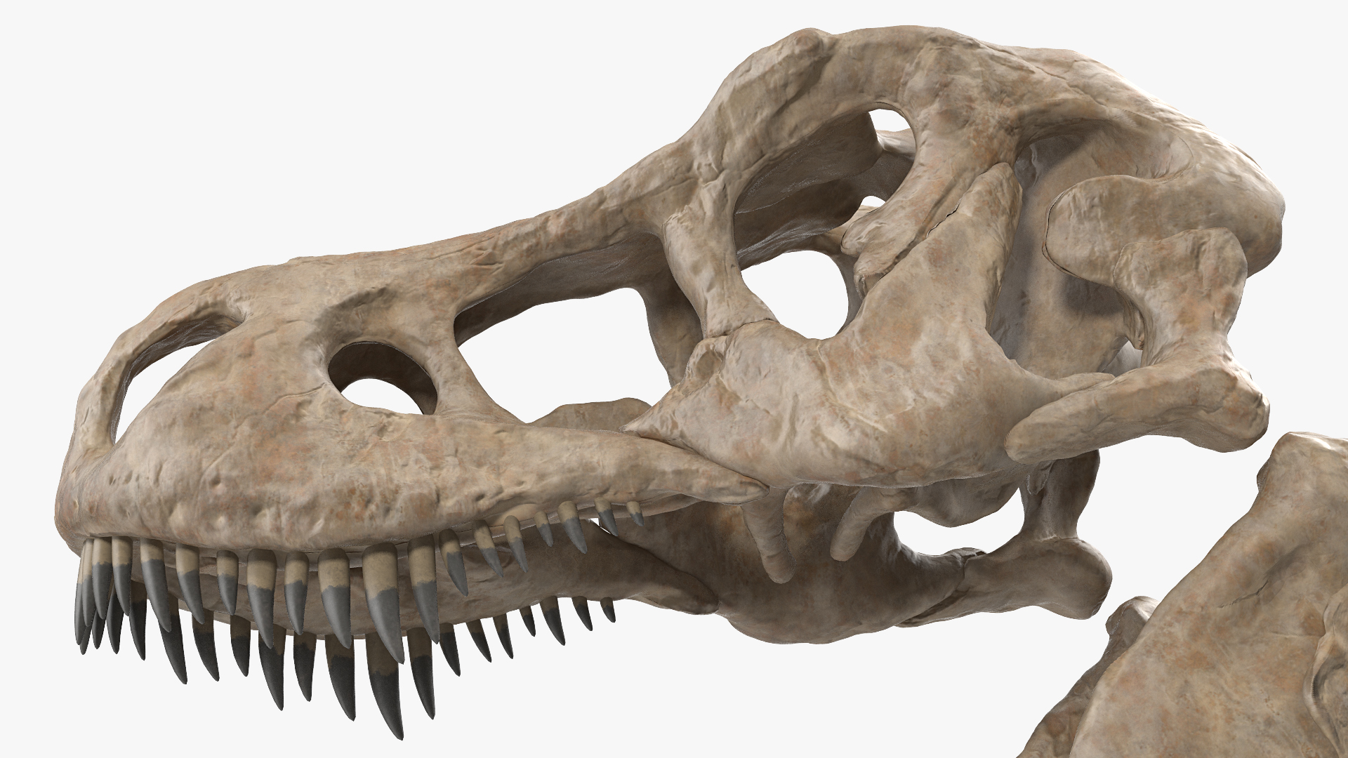 Tyrannosaurus Rex Skeleton Fossil with Skin Standing Pose 3D