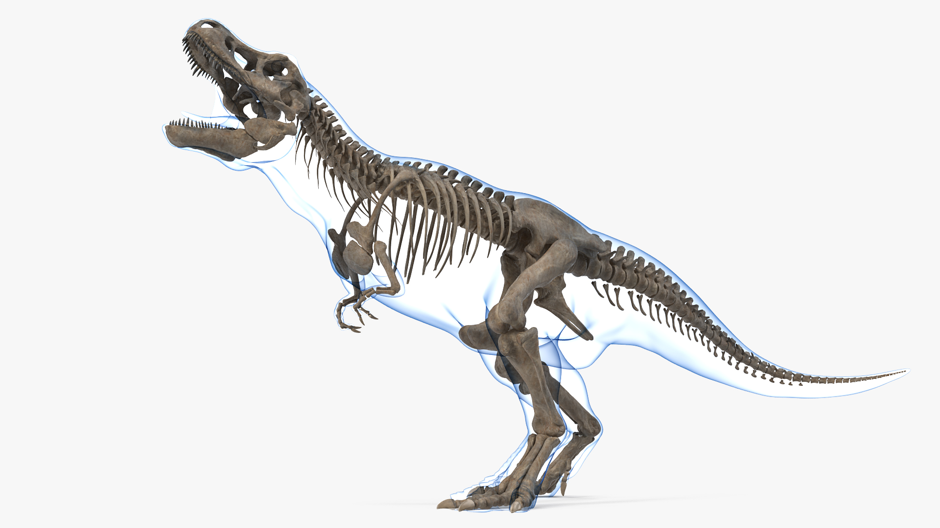 Tyrannosaurus Rex Skeleton Fossil with Skin Standing Pose 3D